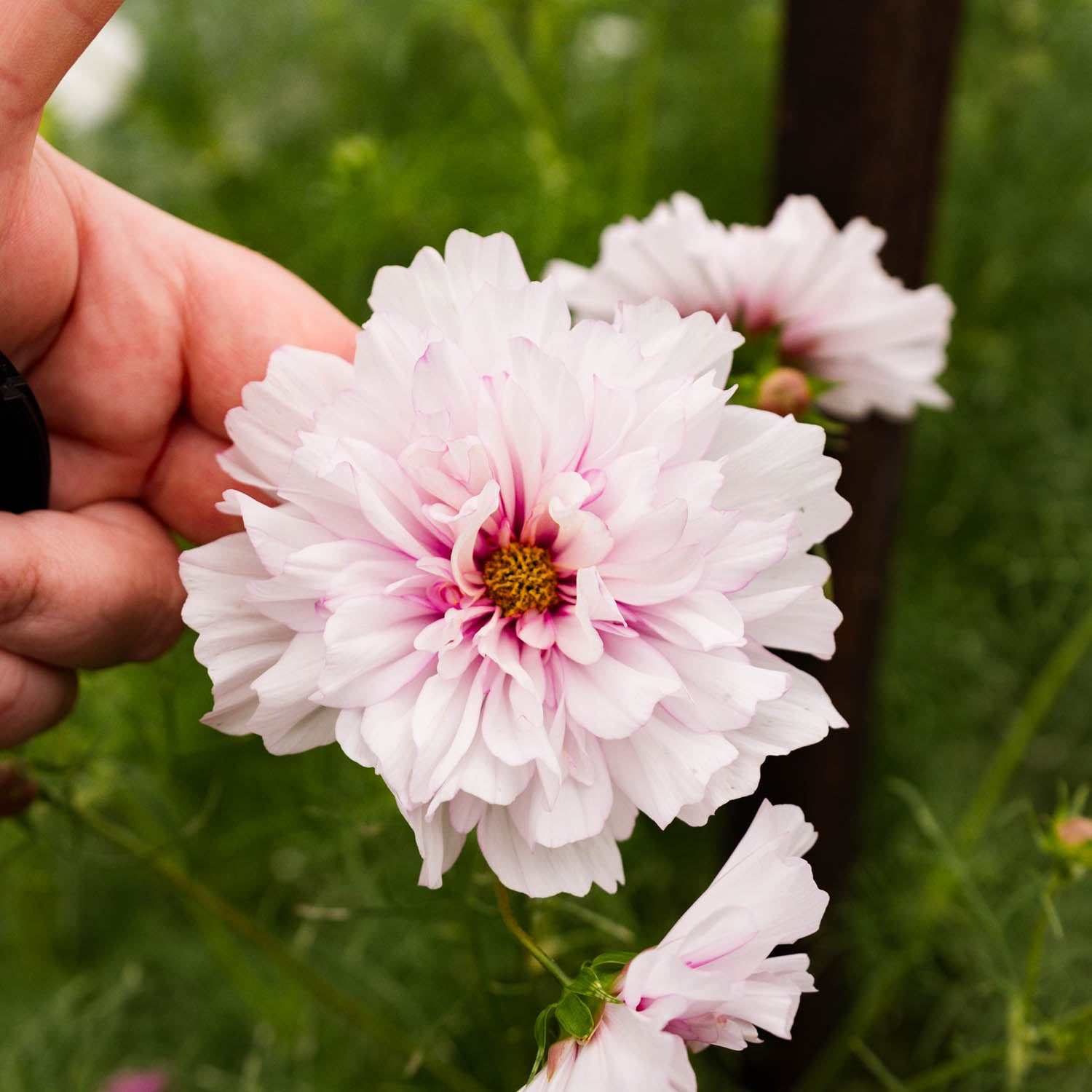 Cosmos - Double Click Bicolour Pink