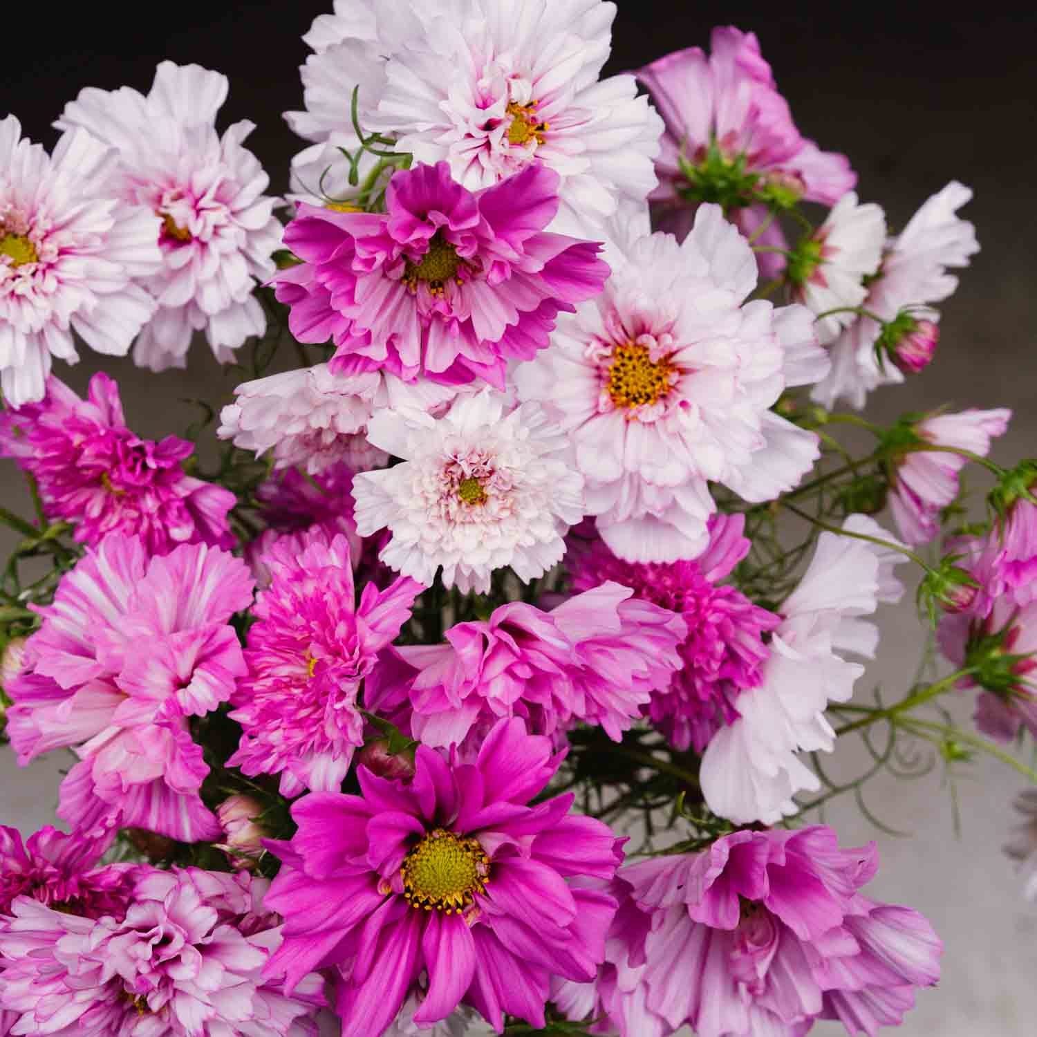 Cosmos - Double Click Bicolour Pink