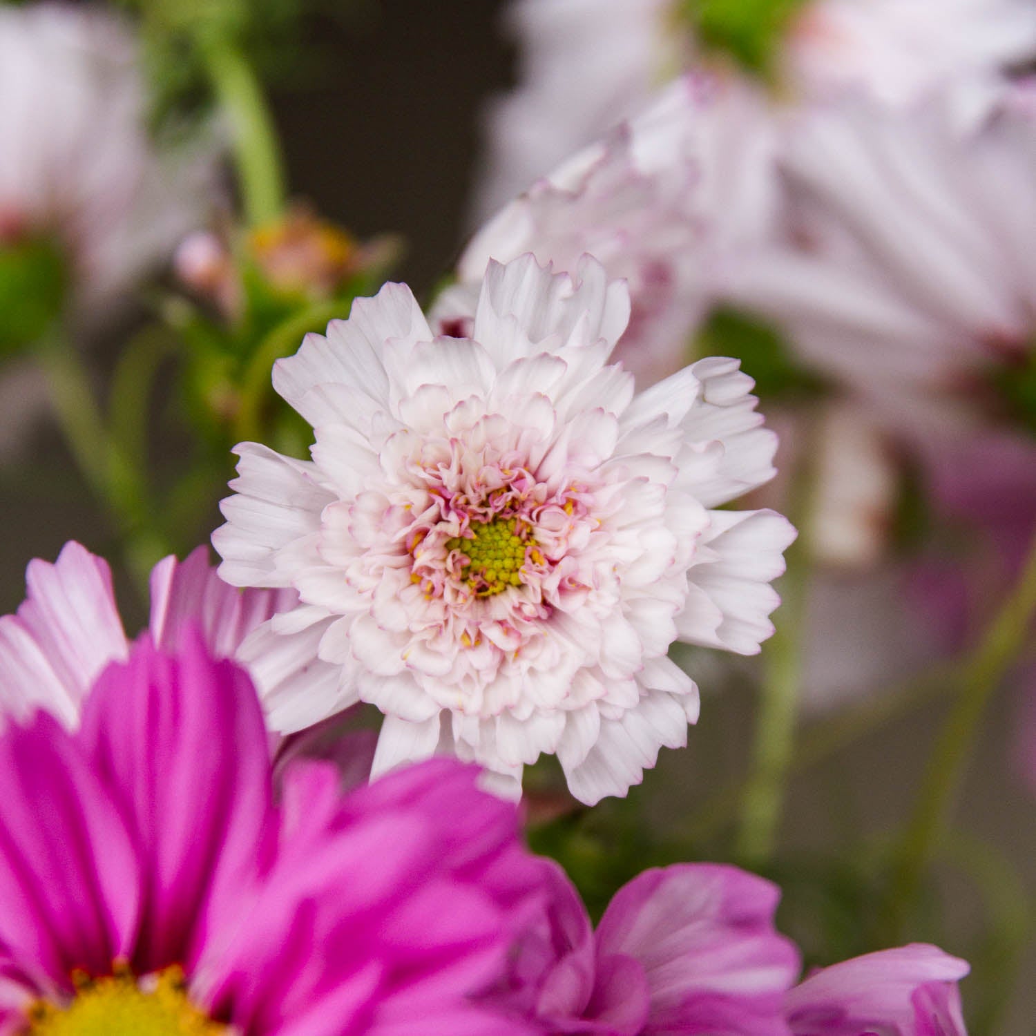 Cosmos - Double Click Bicolour Pink