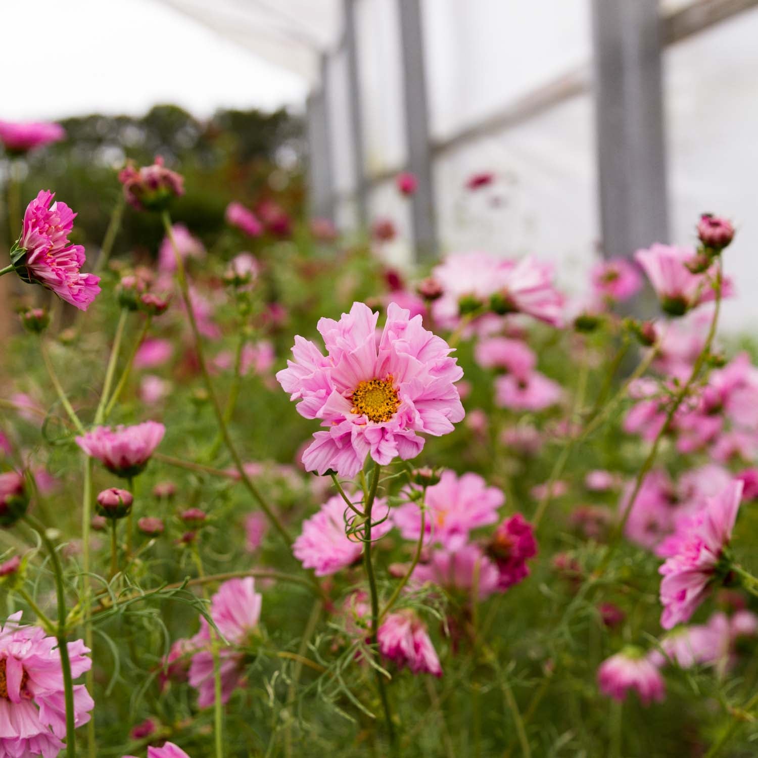 Cosmos - Double Click Rose Bonbon