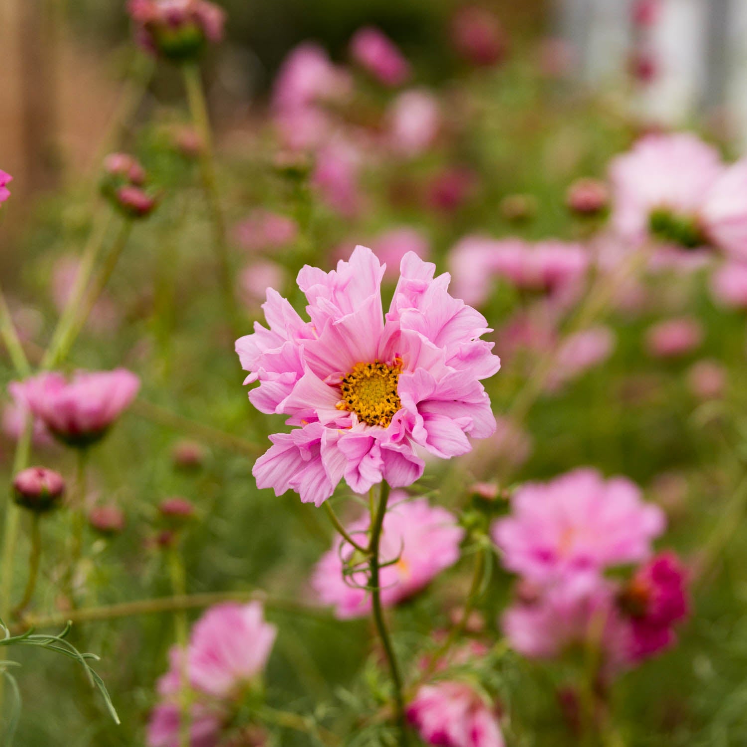 Cosmos - Double Click Rose Bonbon