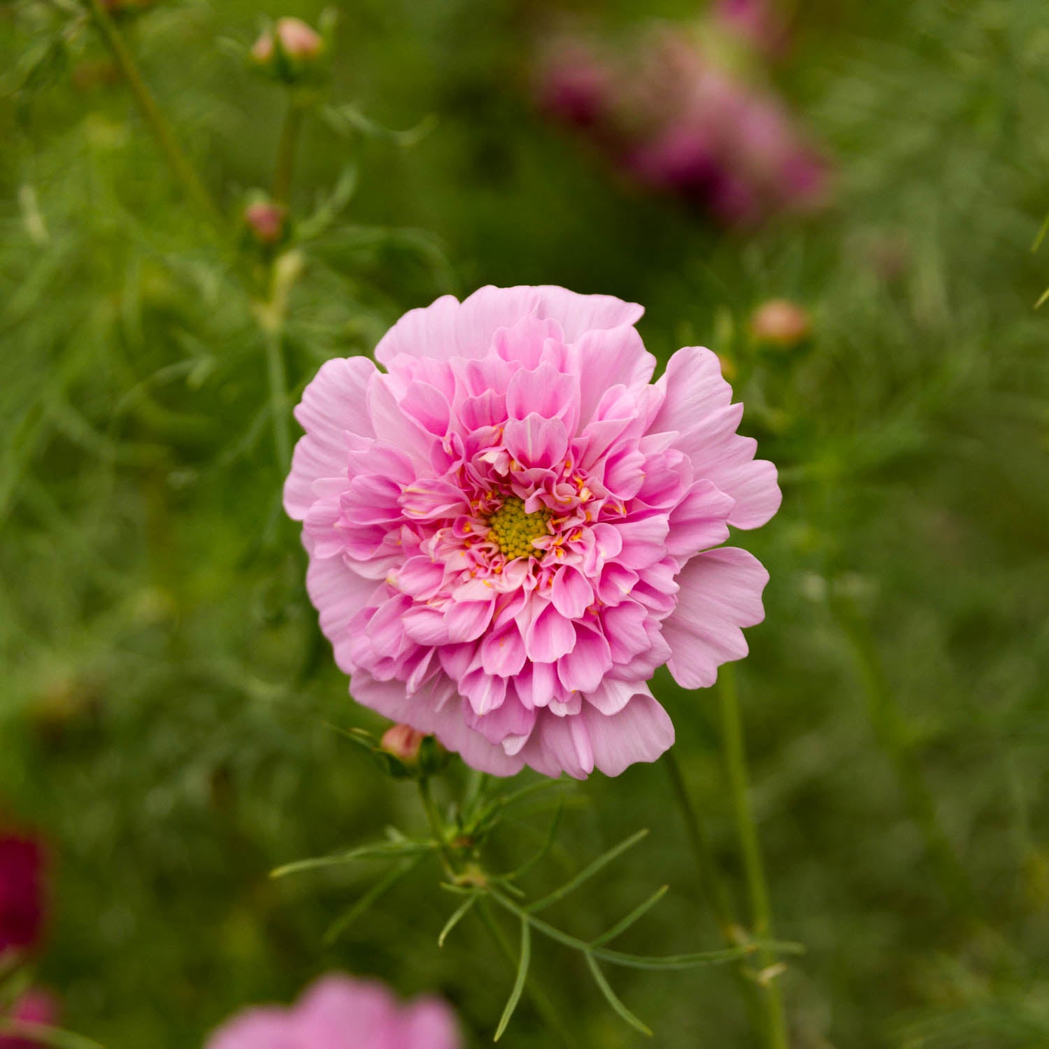 Cosmos - Double Click Rose Bonbon