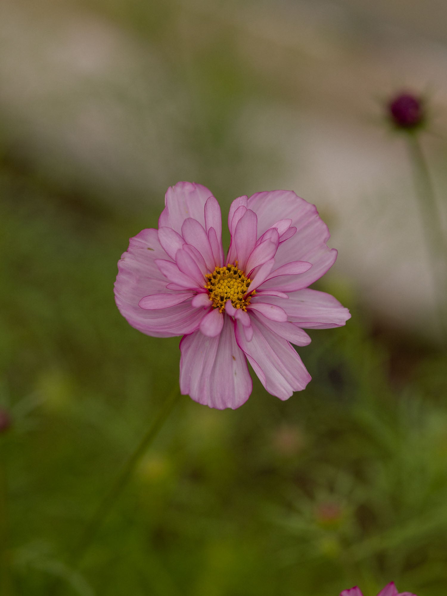 Cosmos - Sweet Sixteen