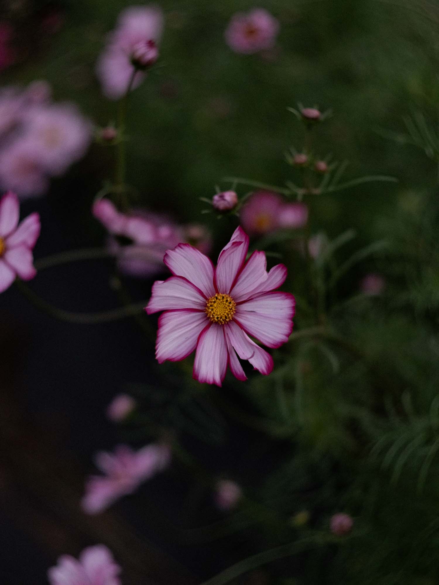 Cosmos - Sweet Sixteen