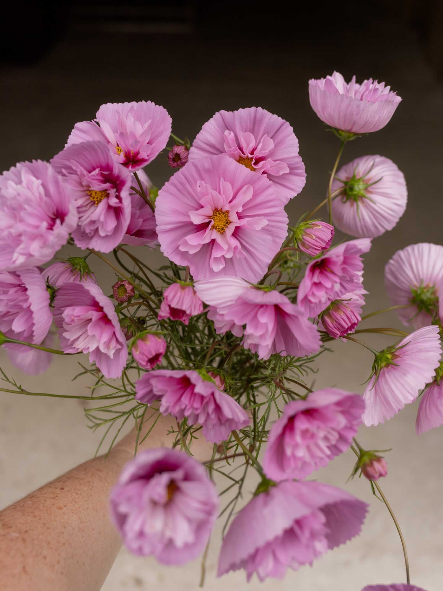 Cosmos - Cupcakes Sakura