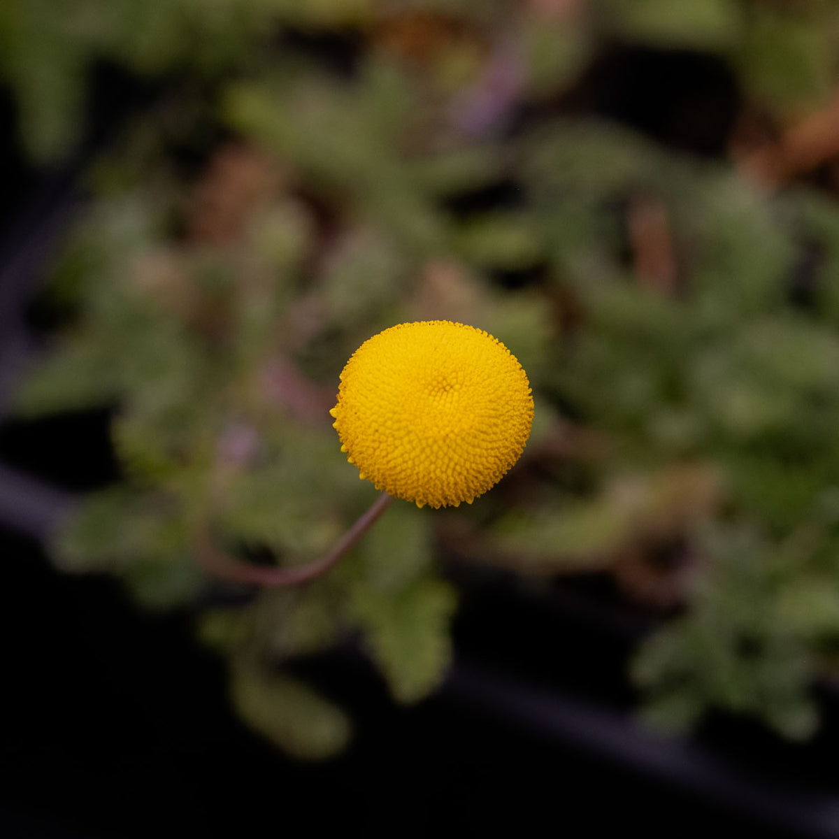COTULA - 'Tiffendel Gold'