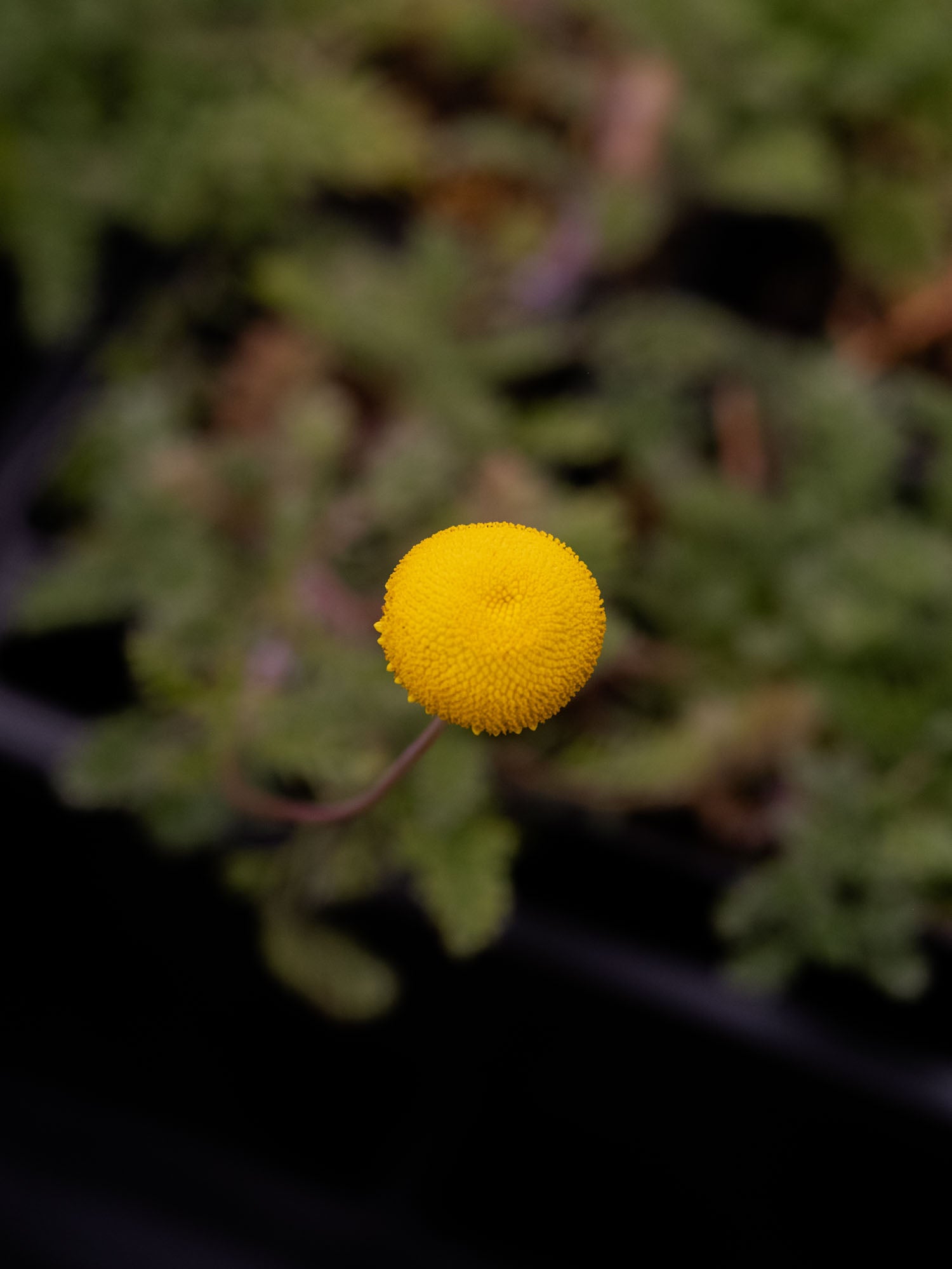 COTULA - 'Tiffendel Gold' - PLANTS