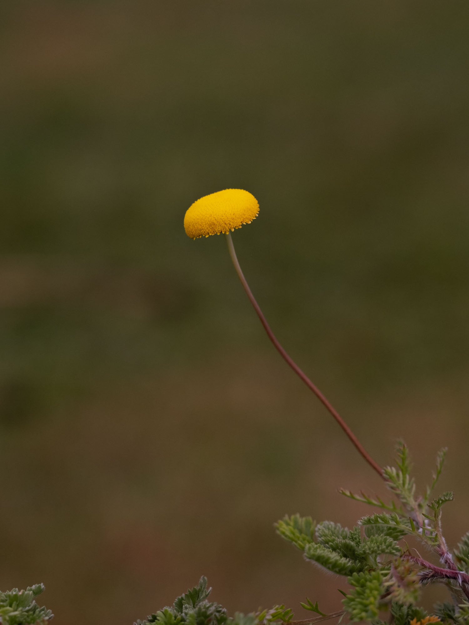 COTULA - 'Tiffendel Gold' - PLANTS
