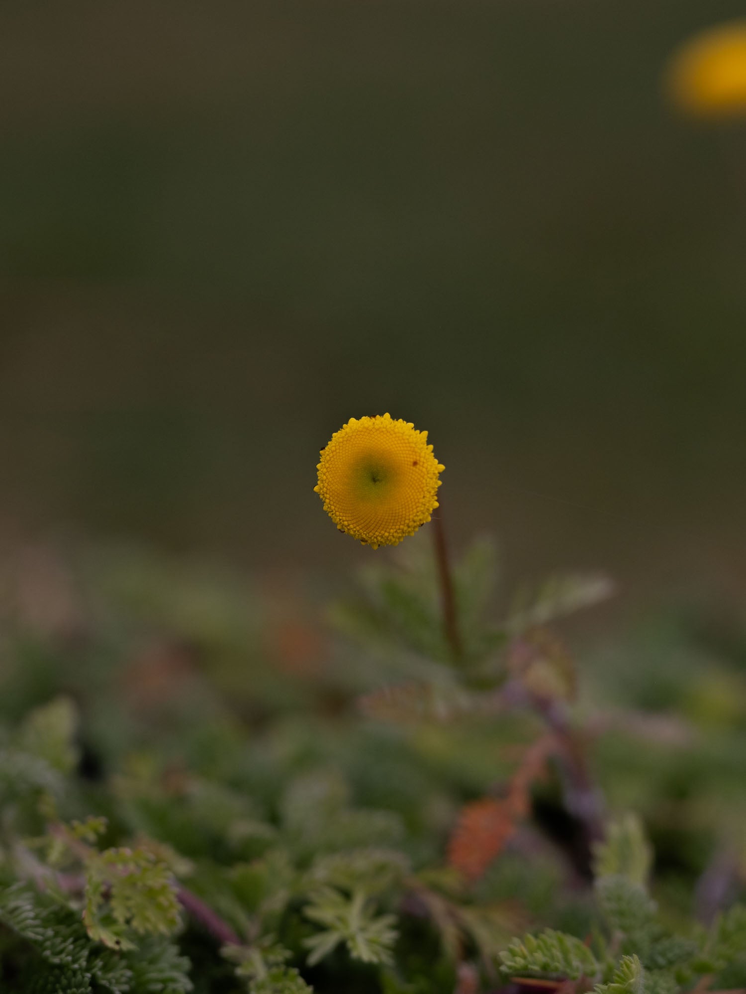 COTULA - 'Tiffendel Gold' - PLANTS