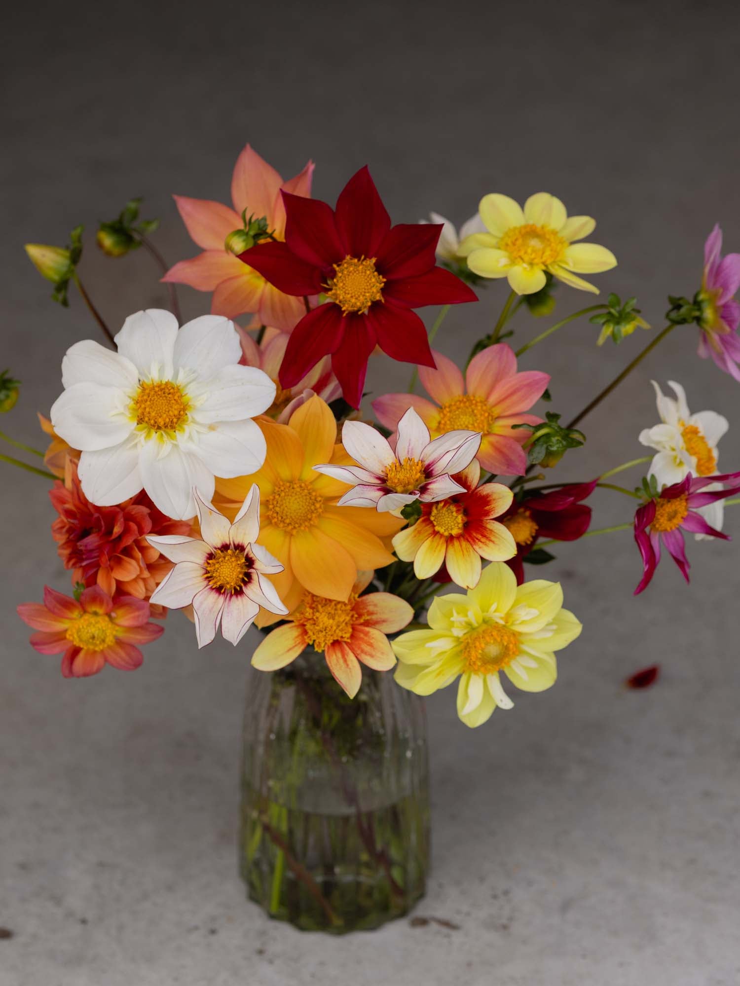 DAHLIA - Bee's Choice Mix - PLANTS