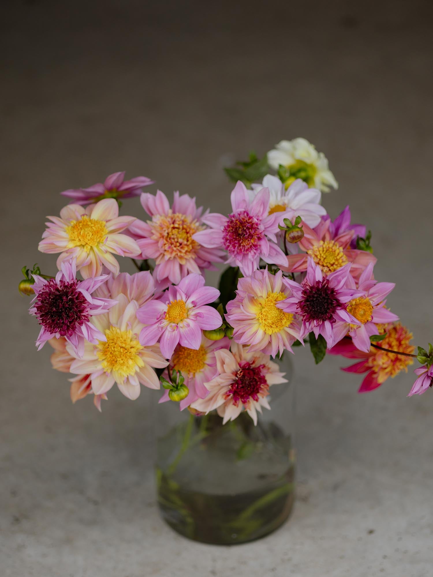 DAHLIA - Petite Florets - PLANTS