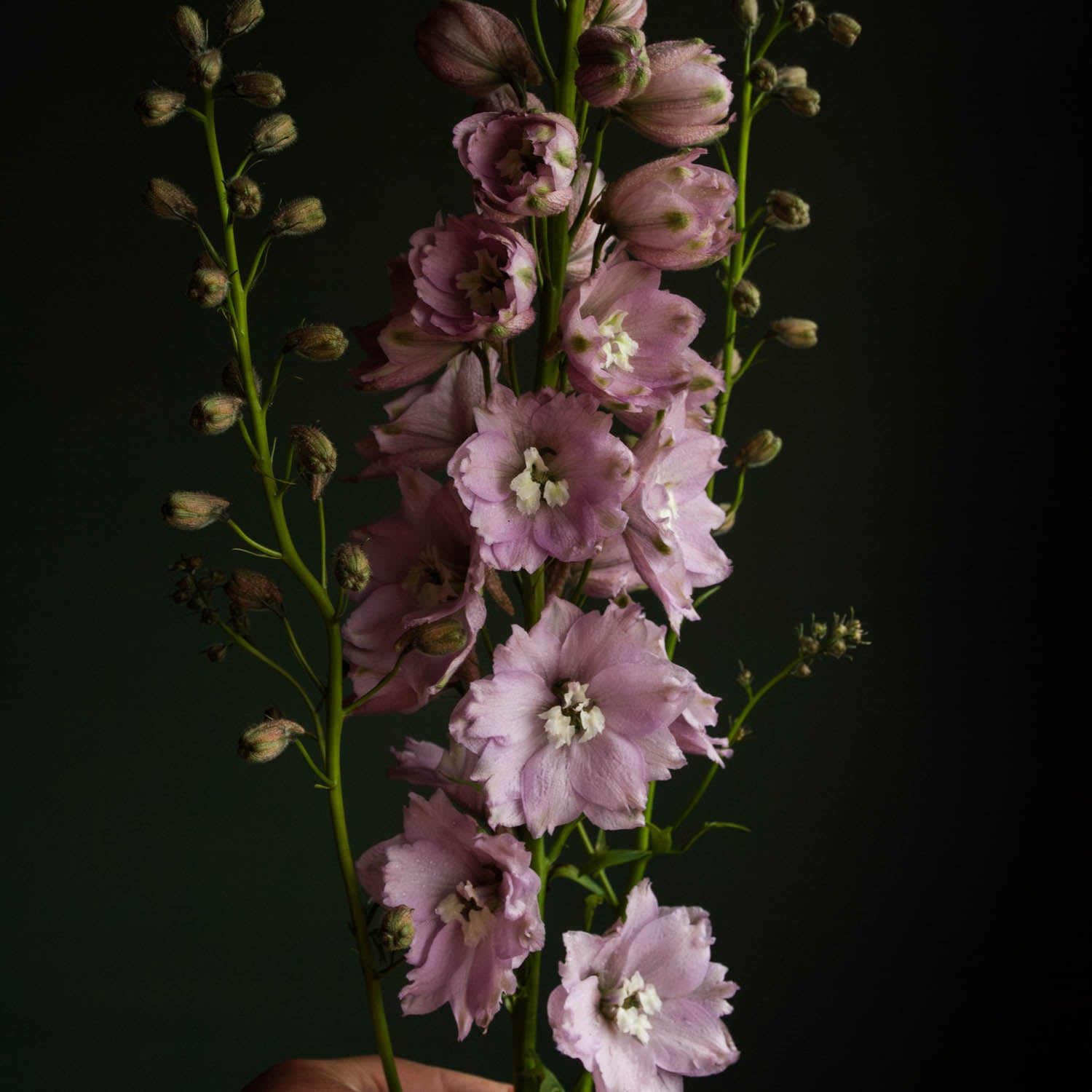 DELPHINIUM - MF Cherry Blossom - PLANTS