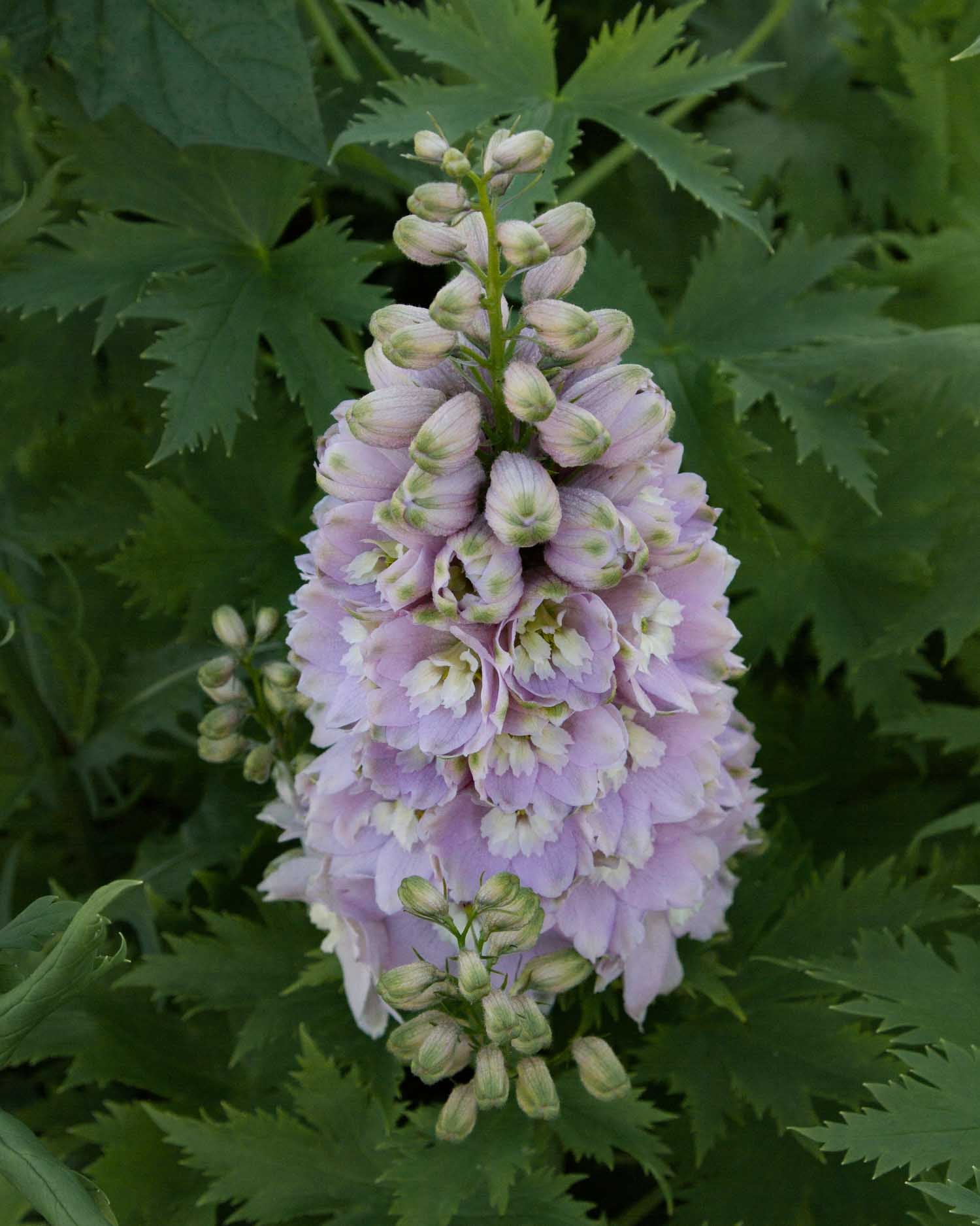 DELPHINIUM - MF Cherry Blossom - PLANTS