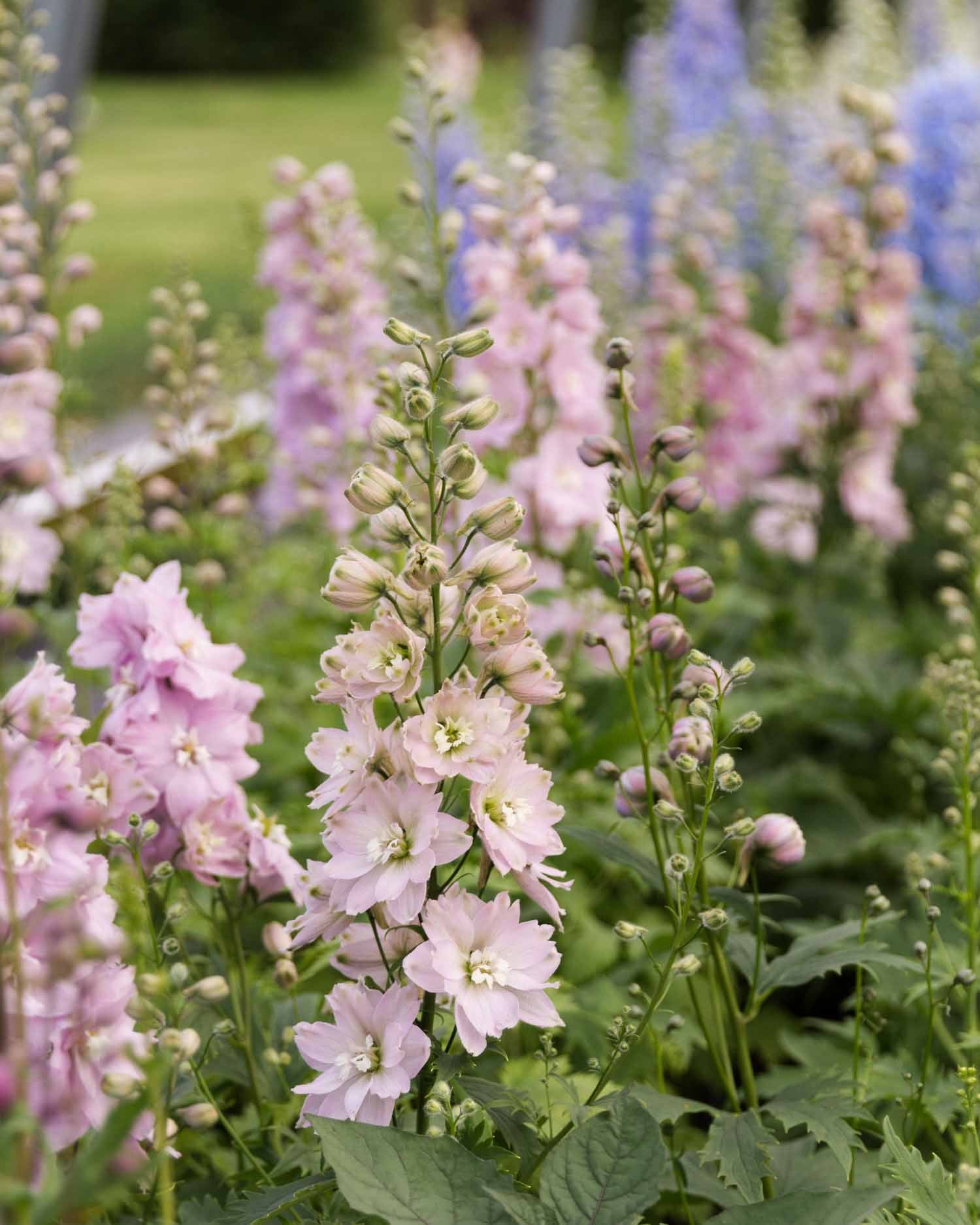 DELPHINIUM - 10 PLANT Box Special