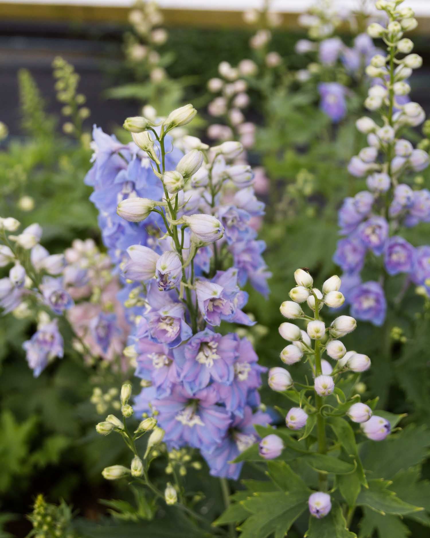 DELPHINIUM - 10 PLANT Box Special