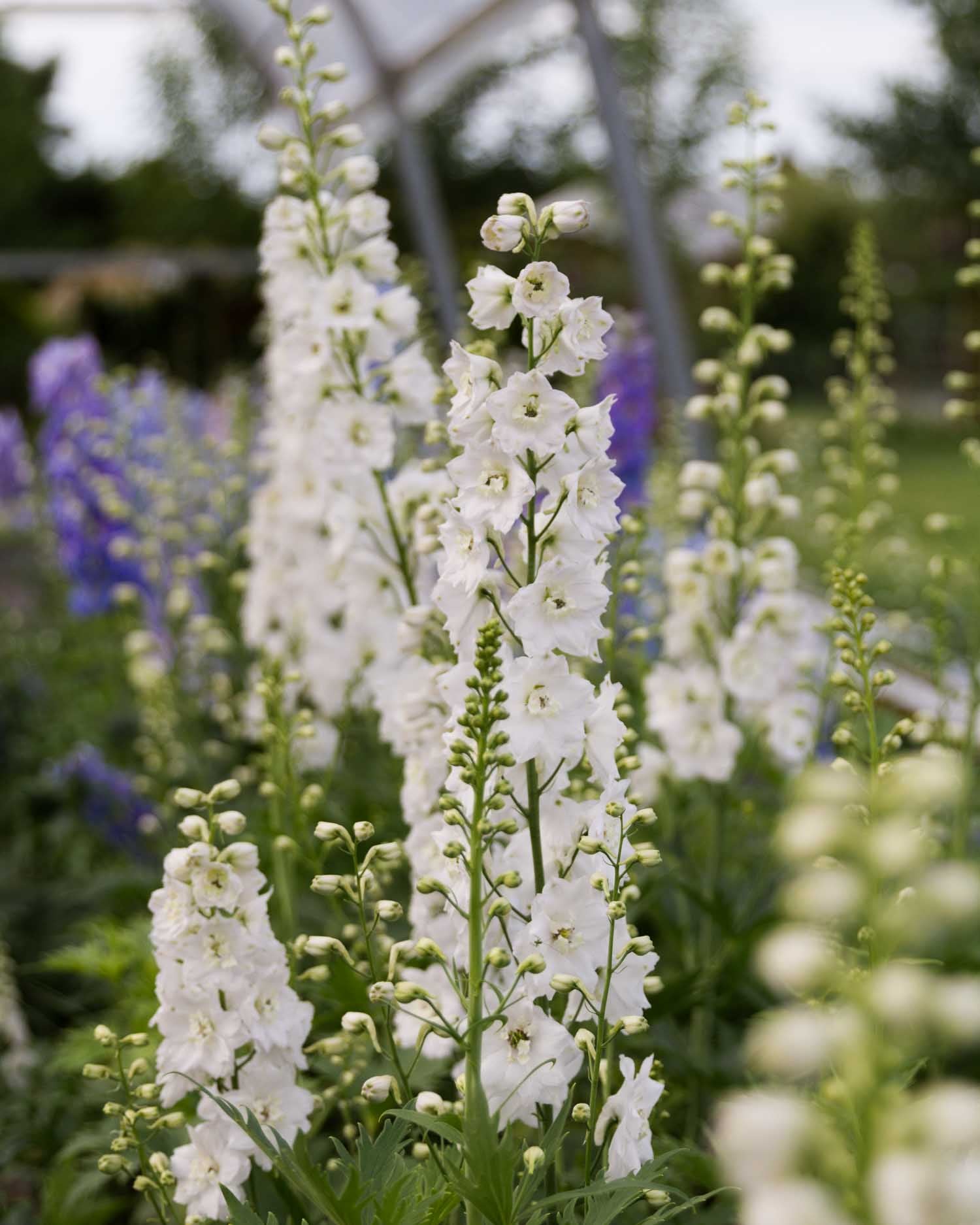 DELPHINIUM - 10 PLANT Box Special