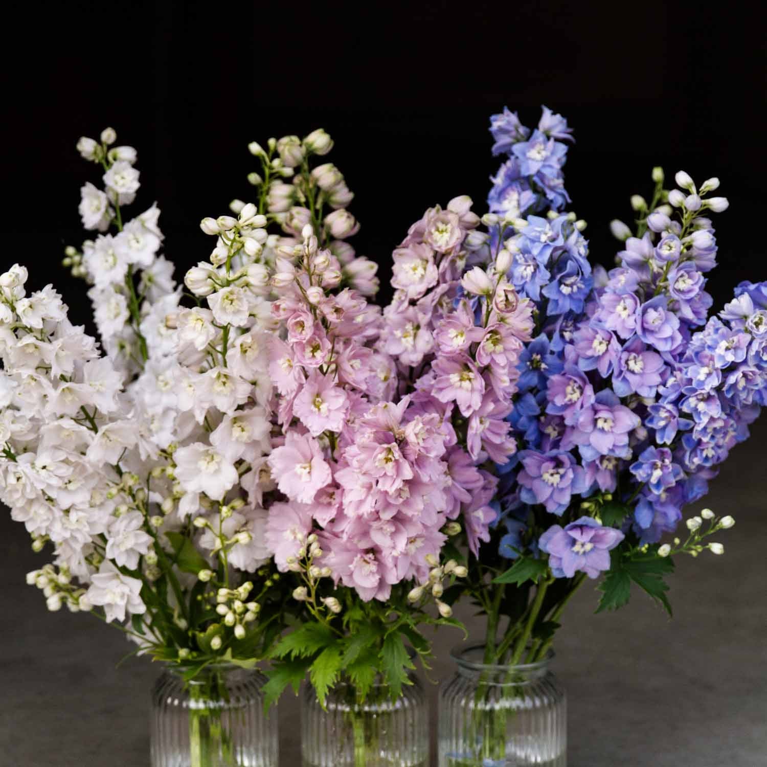 DELPHINIUM - 10 PLANT Box Special