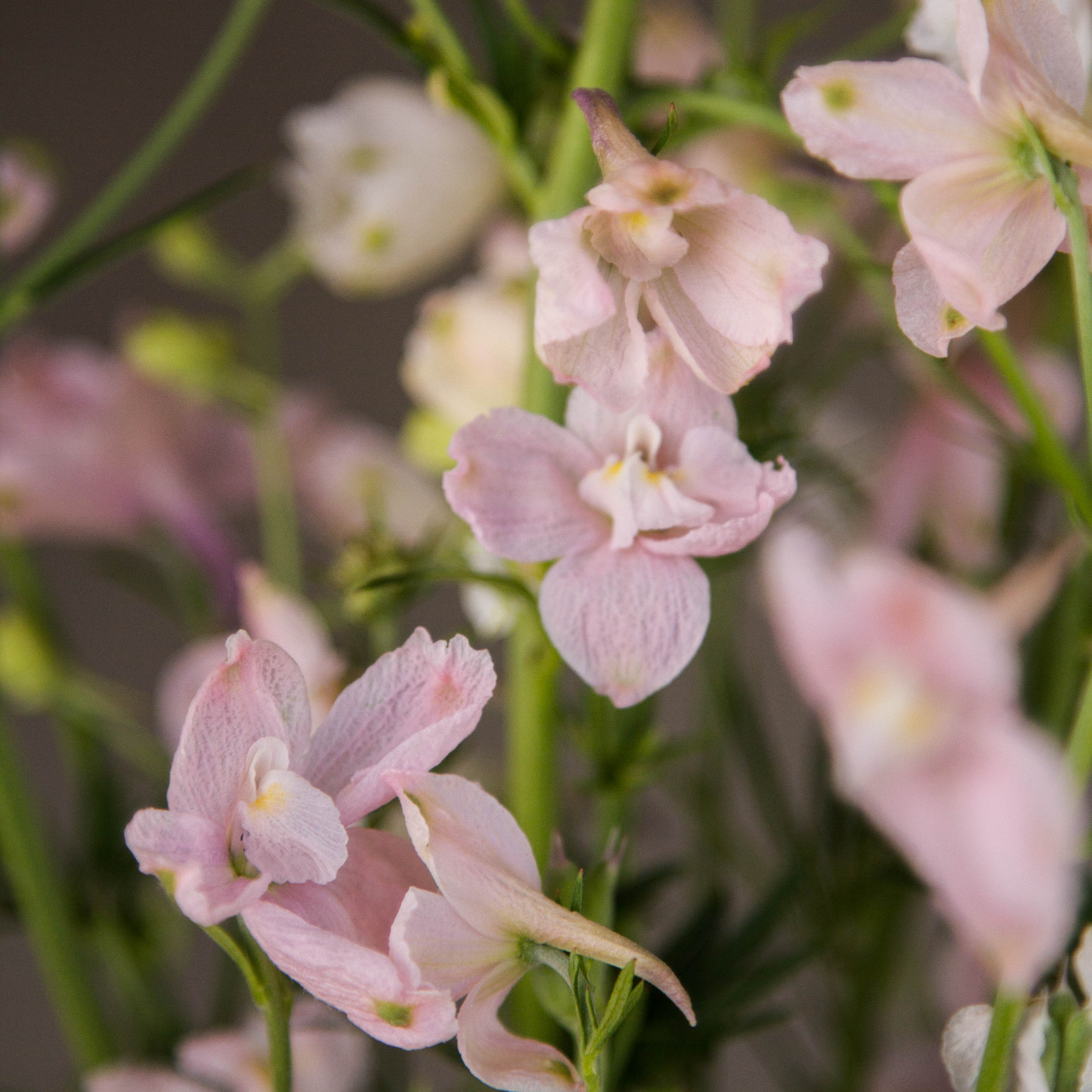 DELPHINIUM - Butterfly Pink - PLANTS