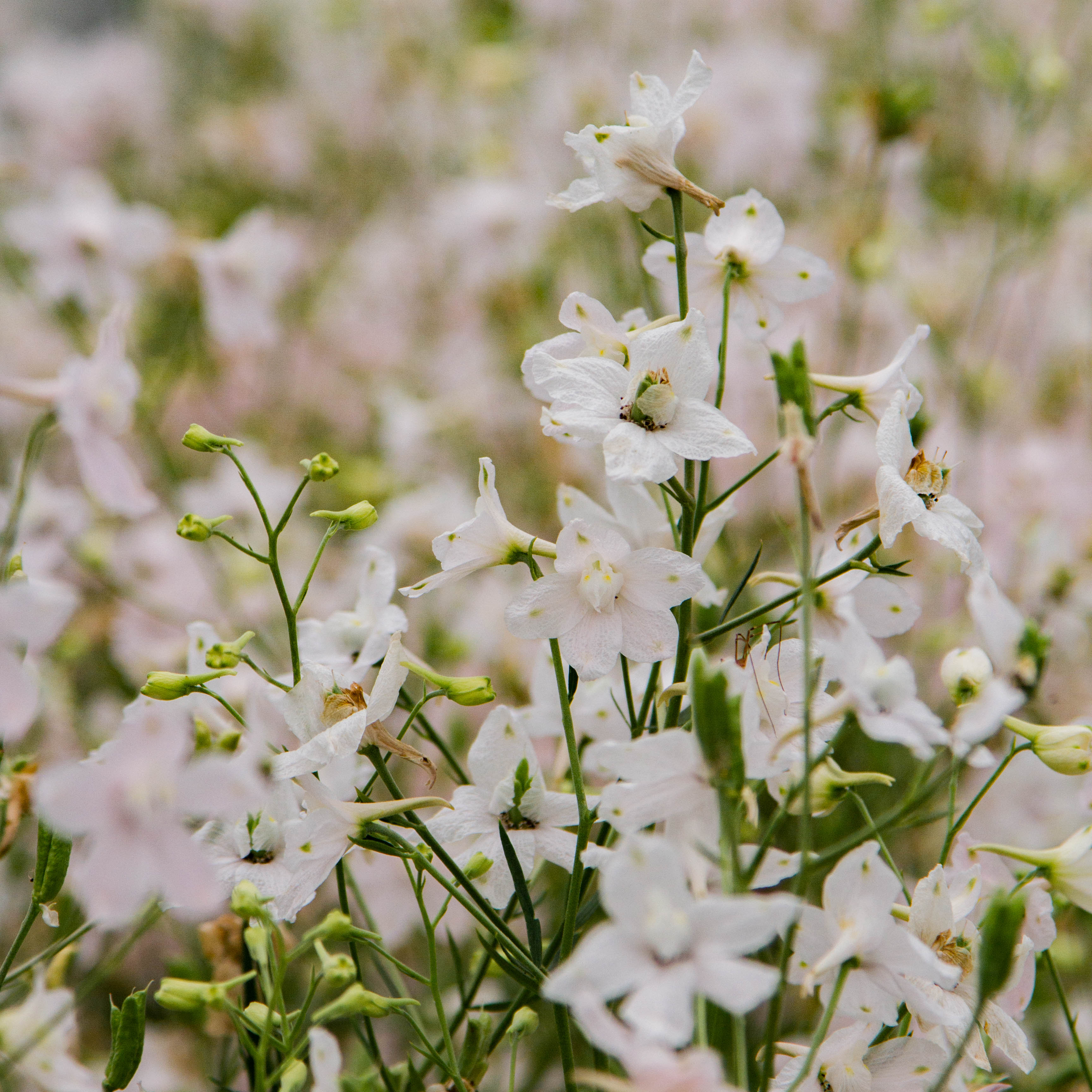 DELPHINIUM - Butterfly Pink - PLANTS