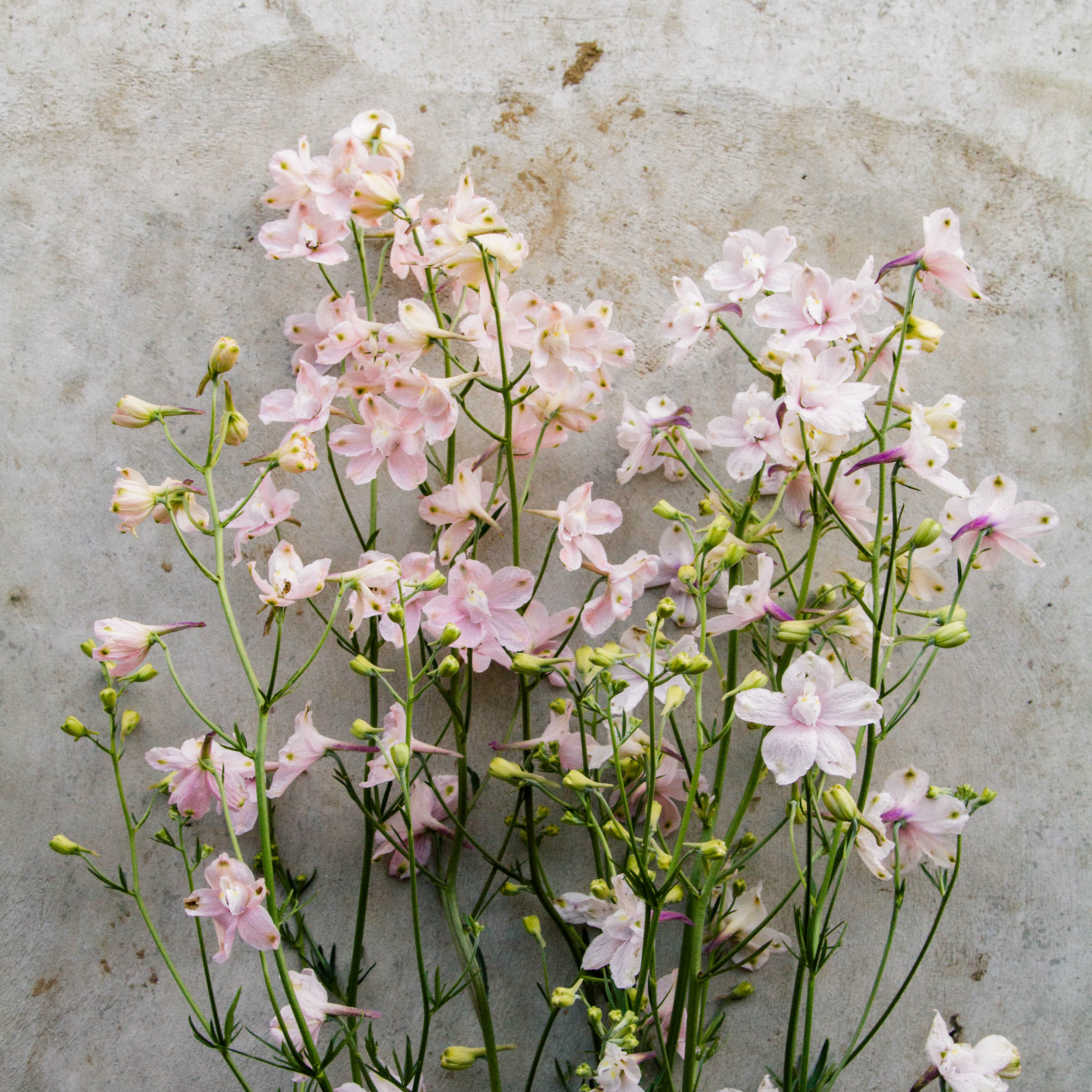 DELPHINIUM - Butterfly Pink - PLANTS