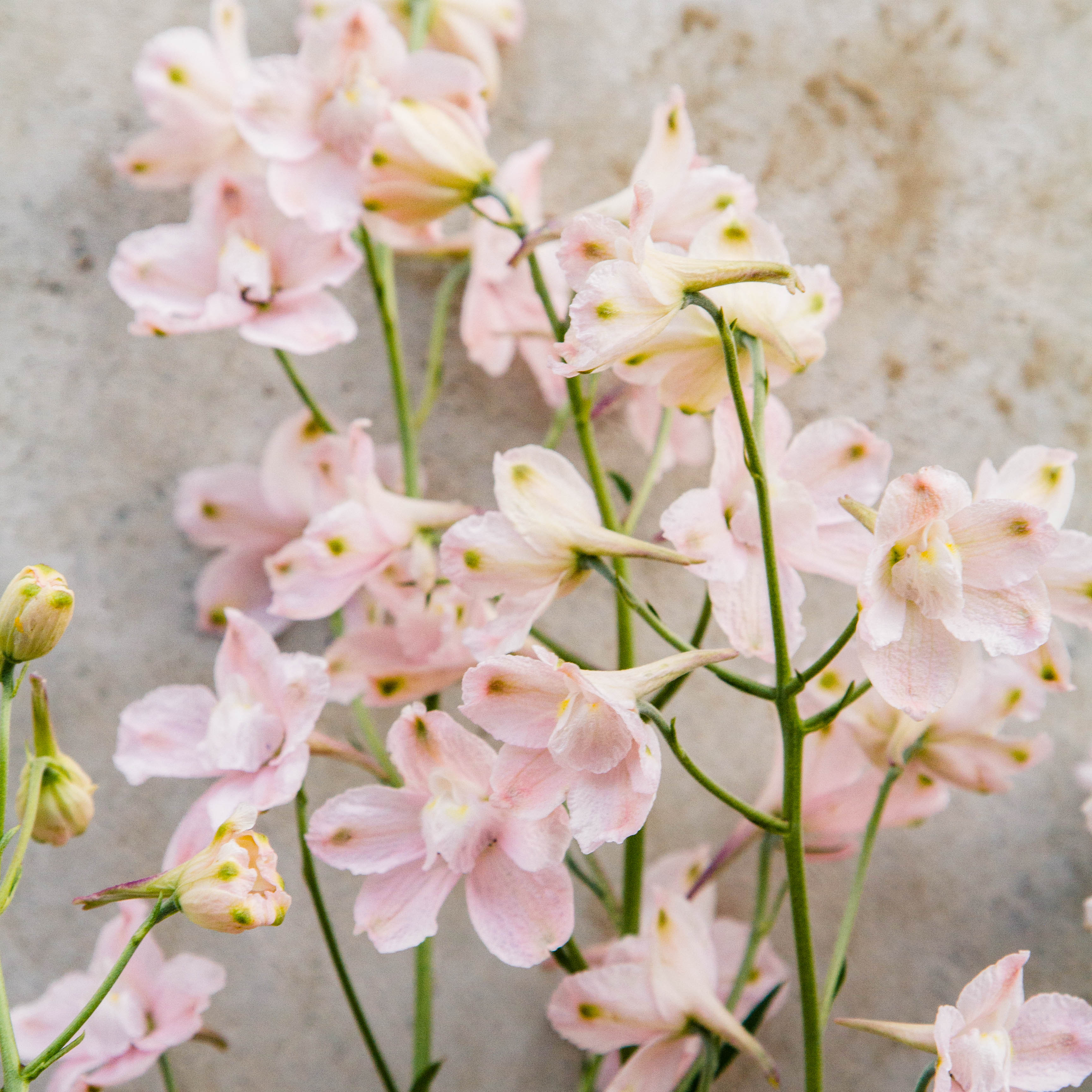 DELPHINIUM - Butterfly Pink - PLANTS