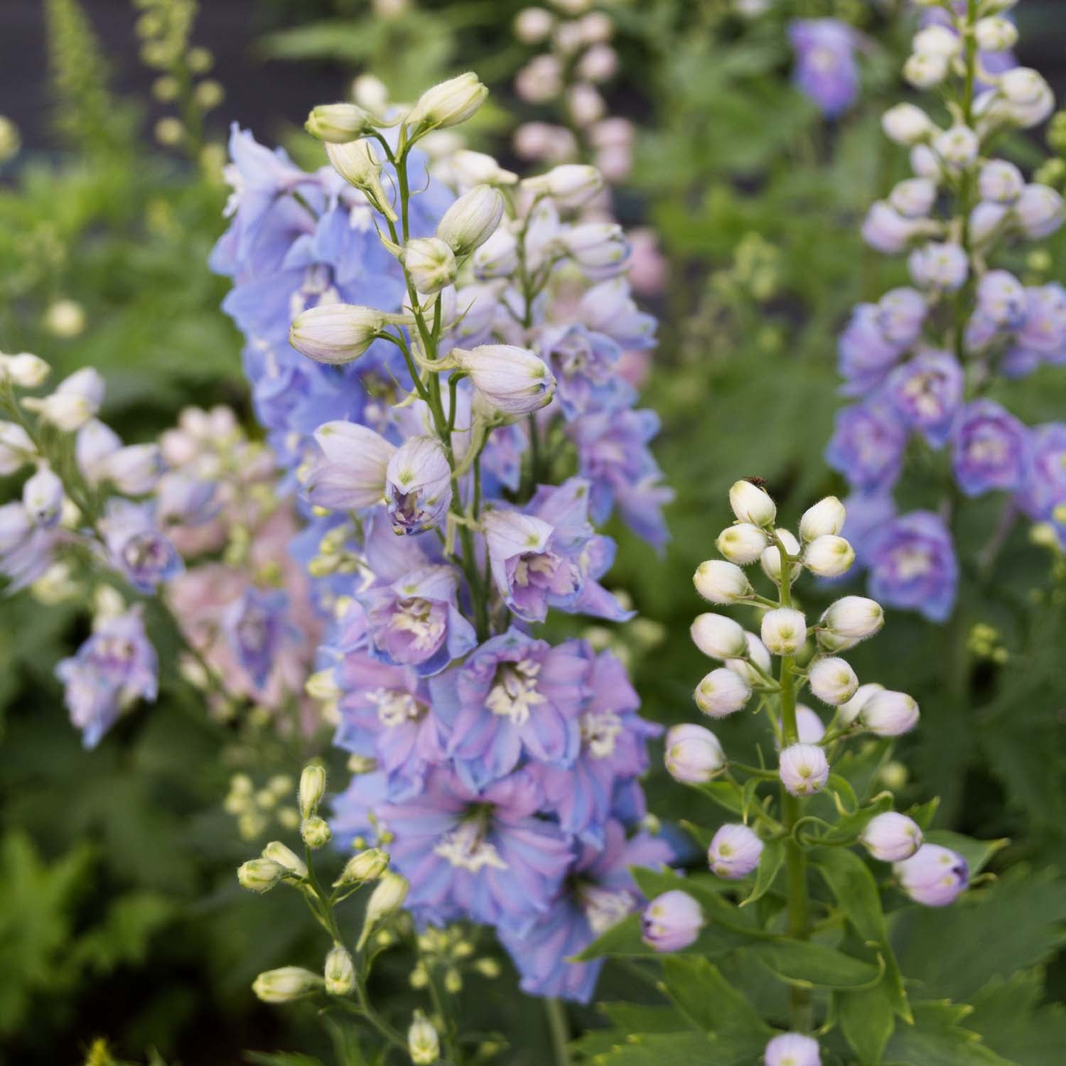 DELPHINIUM - MF Sky Blue - PLANTS