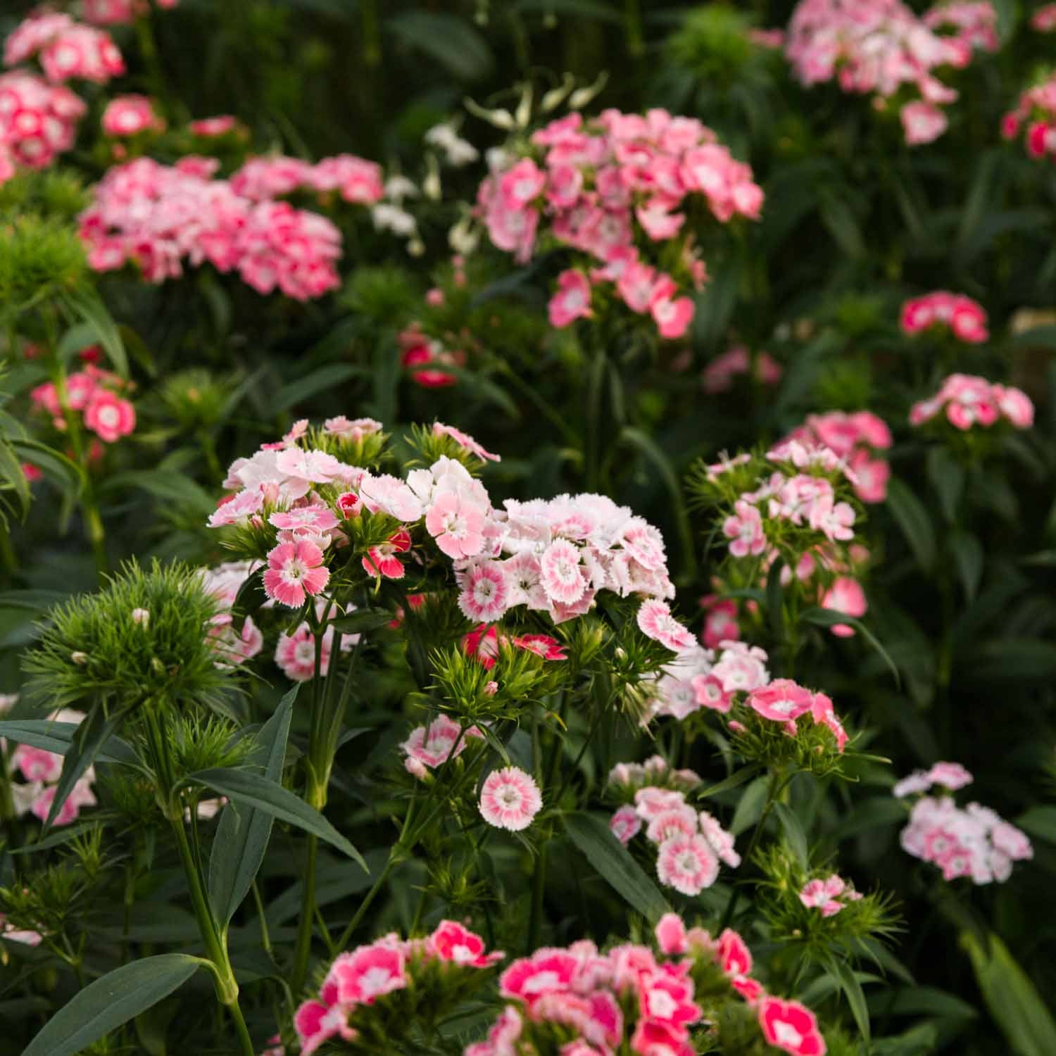 Dianthus - Salmon Pink - PLANTS