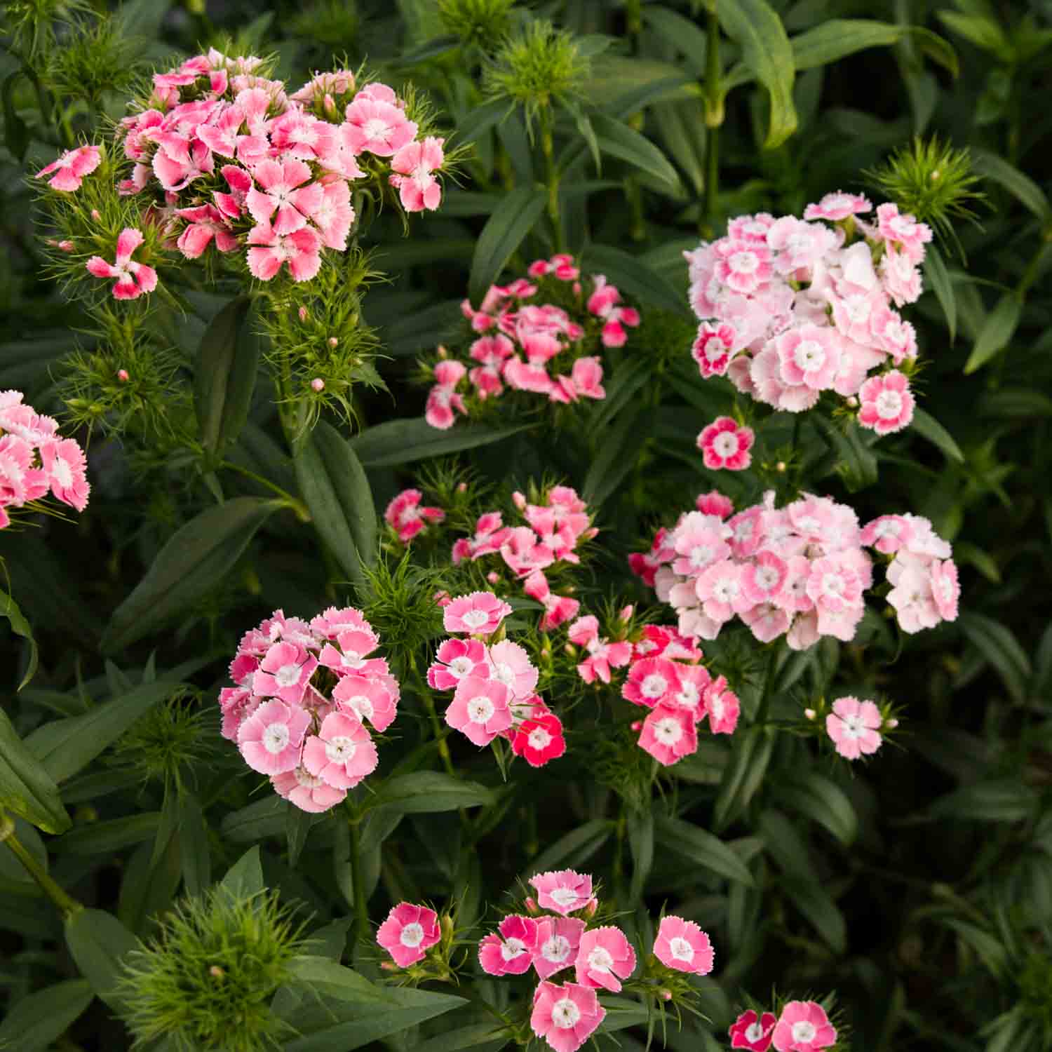 Dianthus - Salmon Pink - PLANTS