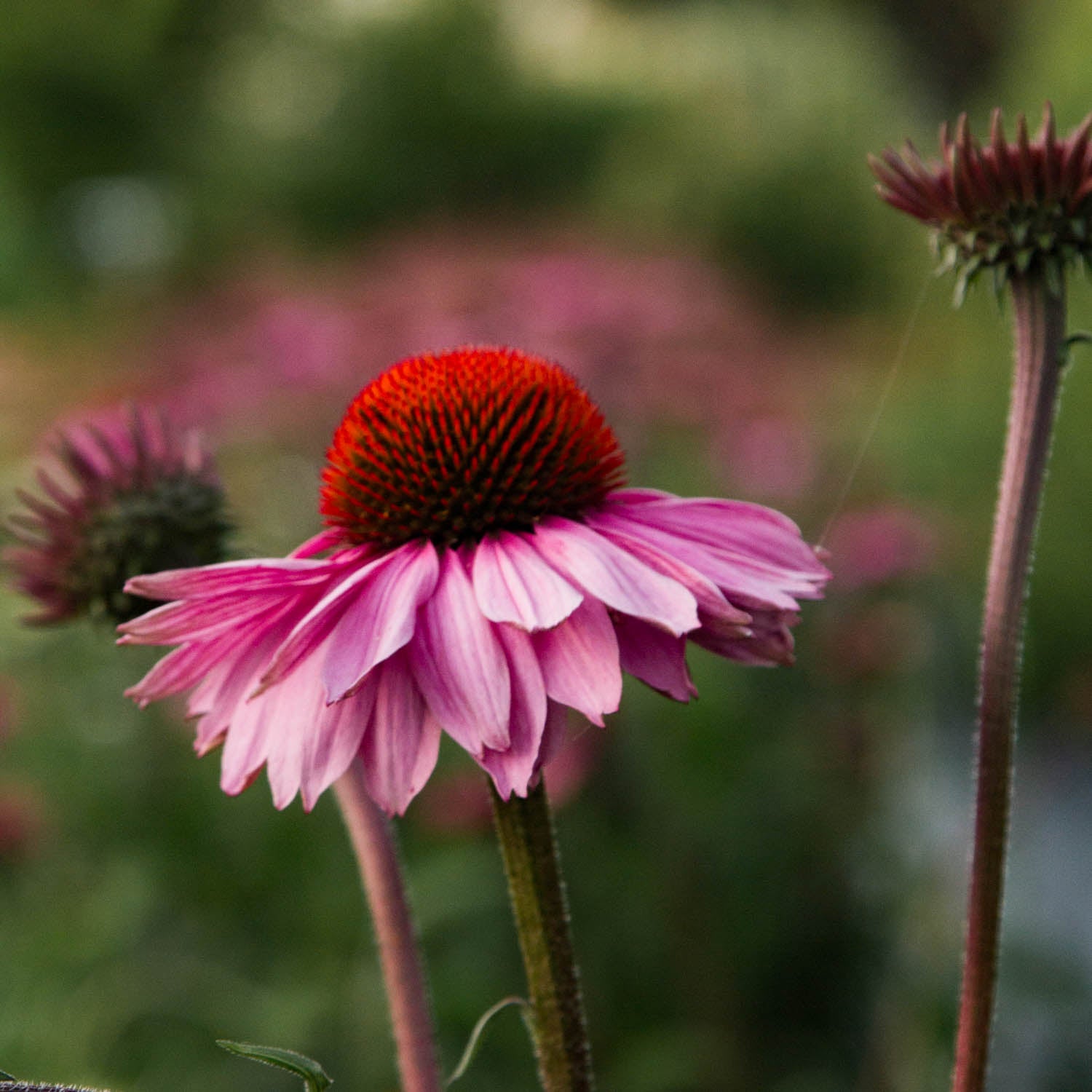 Echinacea - Primadonna Deep Rose