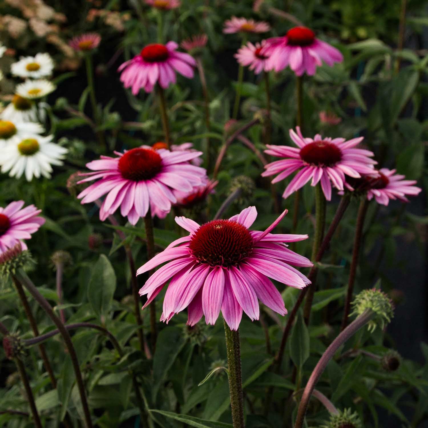 Echinacea - Primadonna Deep Rose