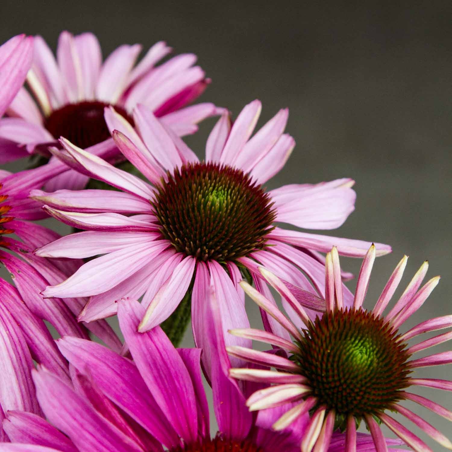 Echinacea - Primadonna Deep Rose