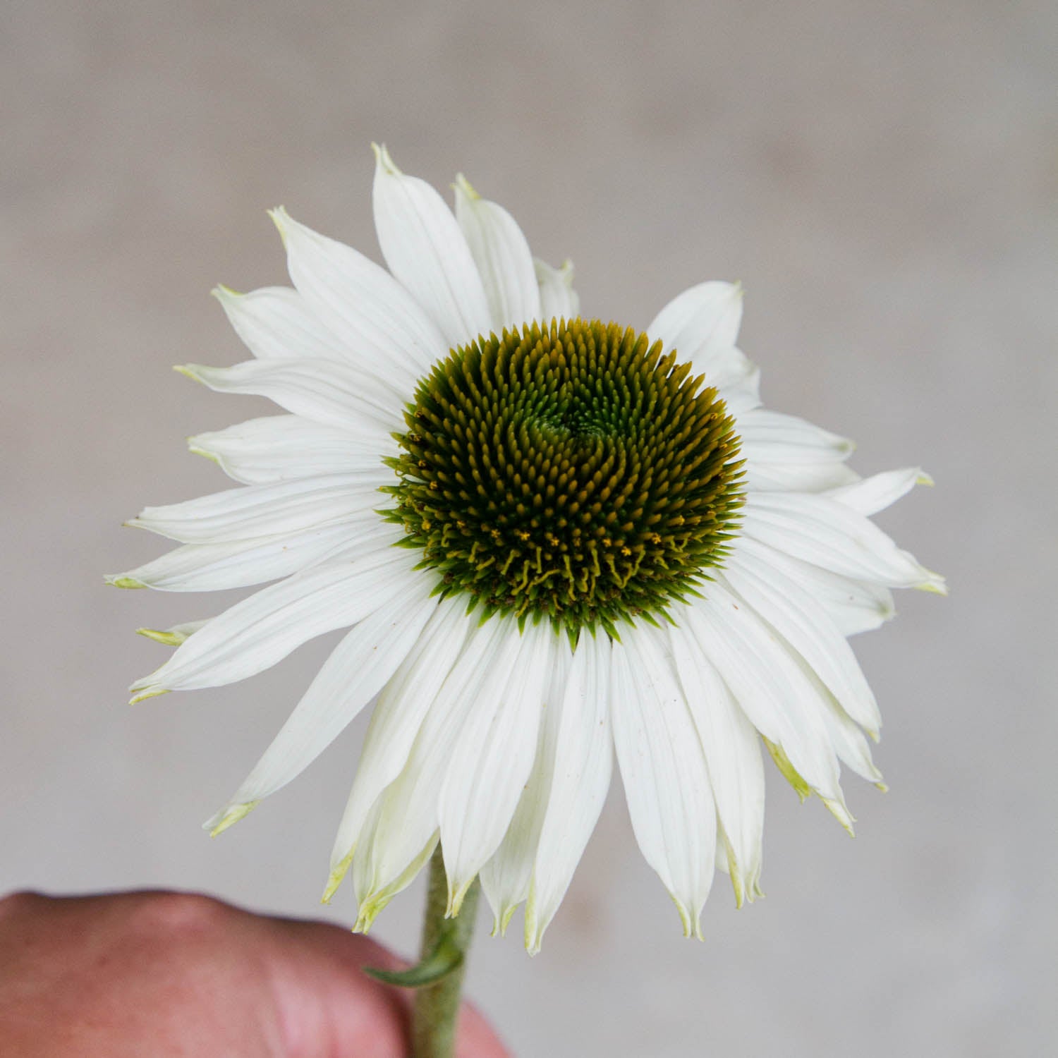 Echinacea - Primadonna White