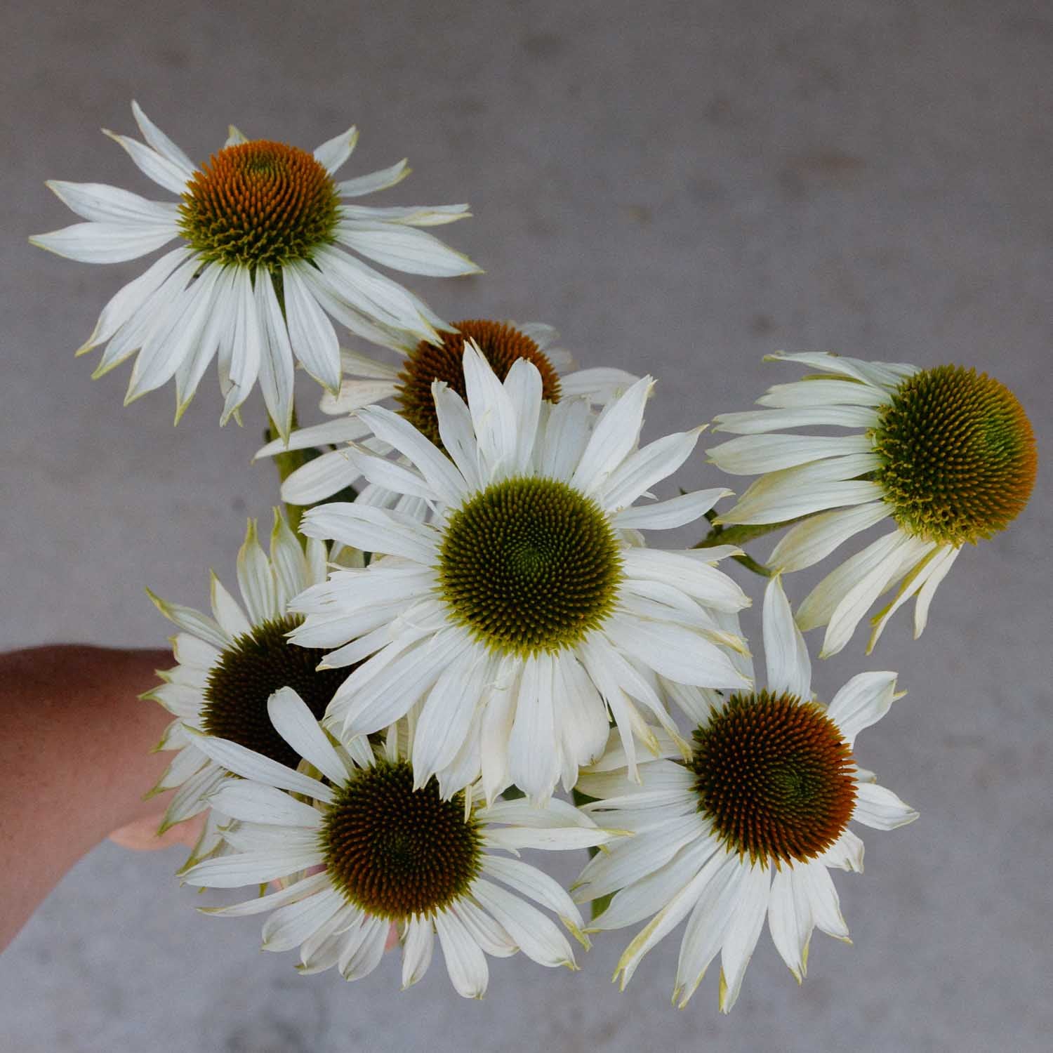 ECHINACEA - Primadonna White - PLANTS