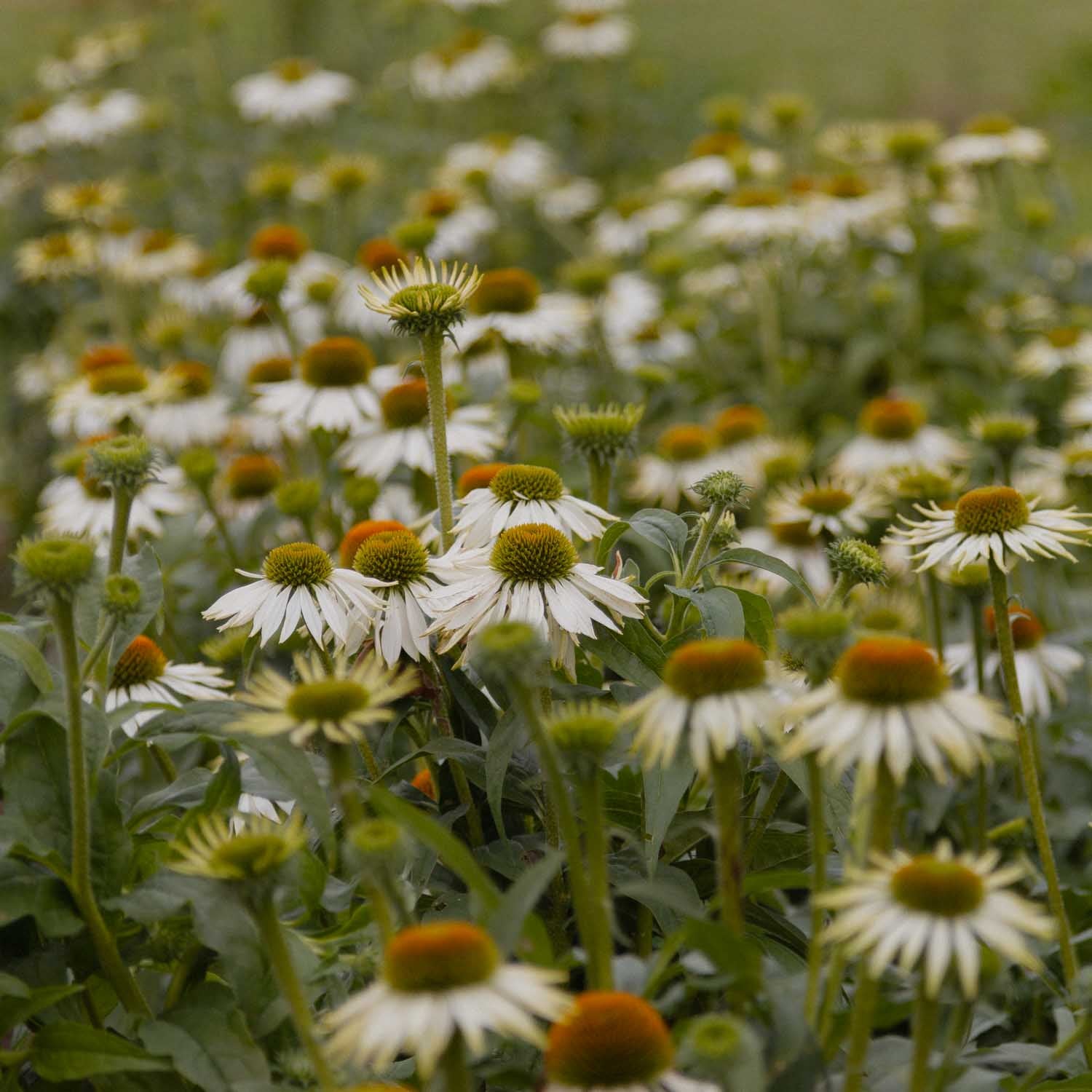 ECHINACEA - Primadonna White - PLANTS