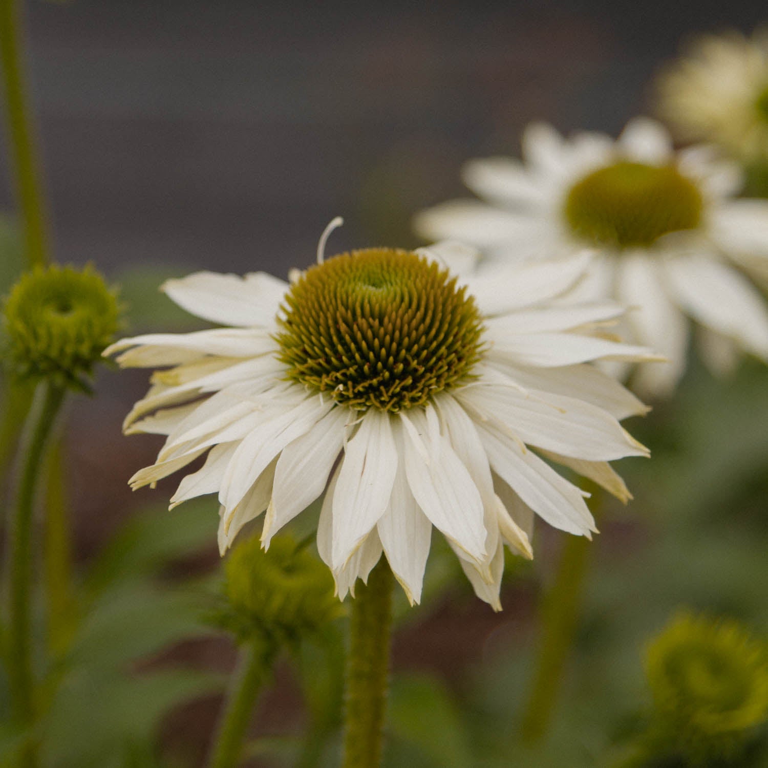 ECHINACEA - Primadonna White - PLANTS