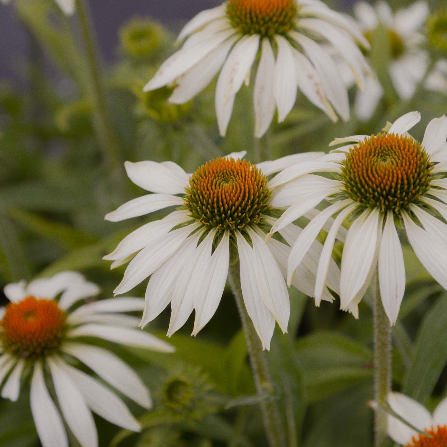 ECHINACEA - Primadonna White - PLANTS