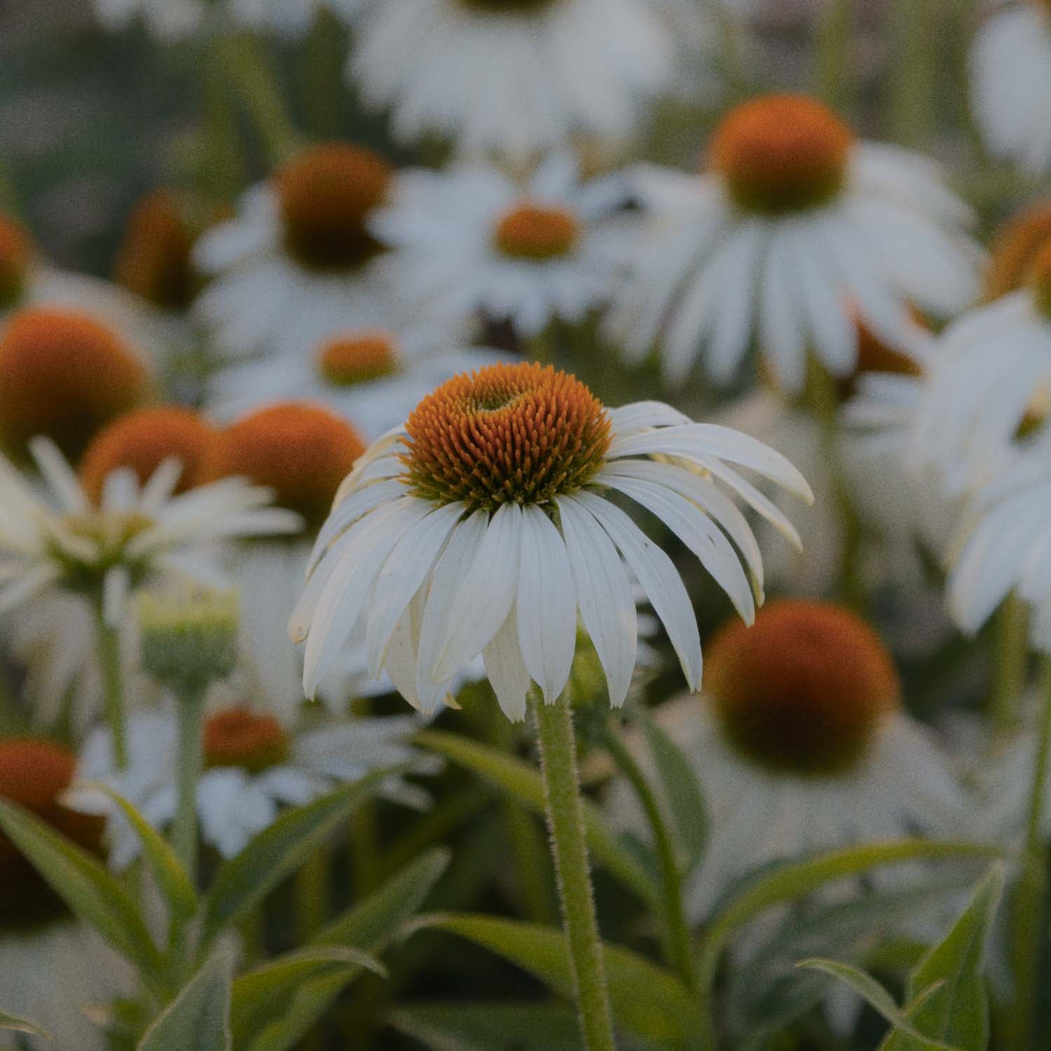 ECHINACEA - Primadonna White - PLANTS