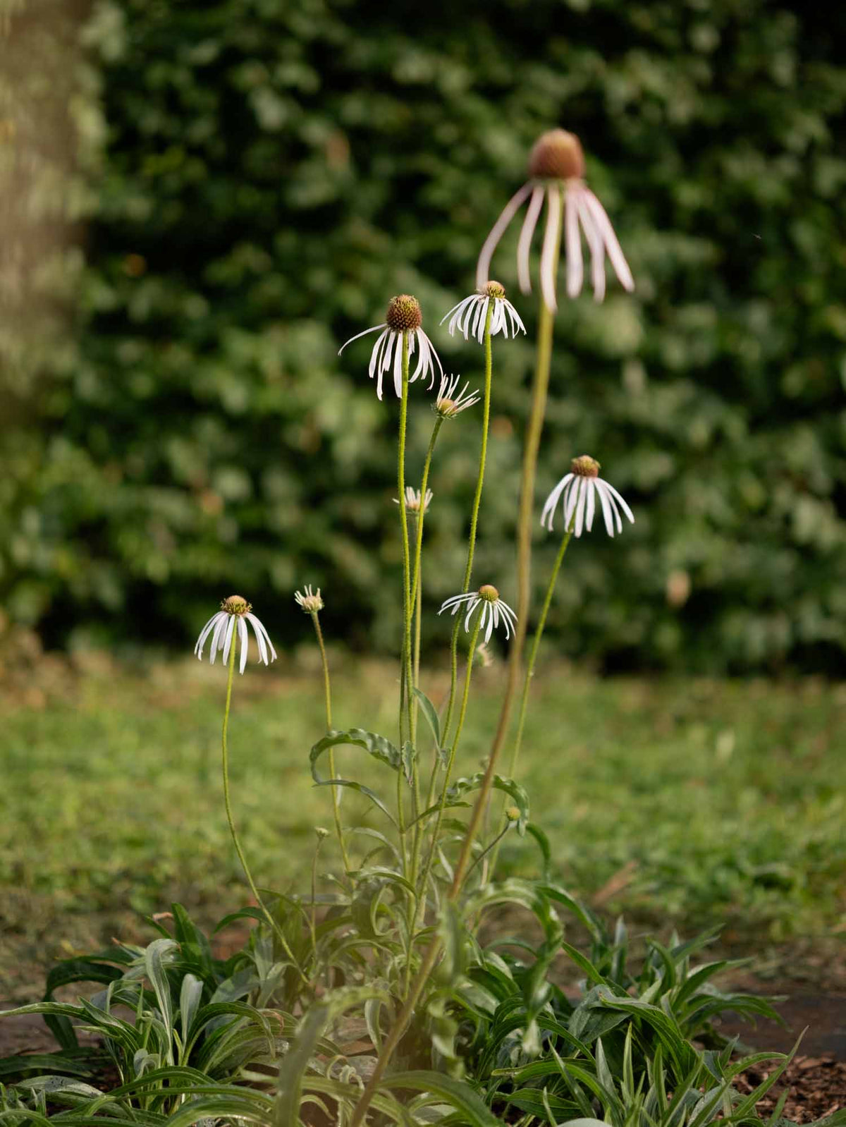 ECHINACEA - Hula Dancer - PLANTS