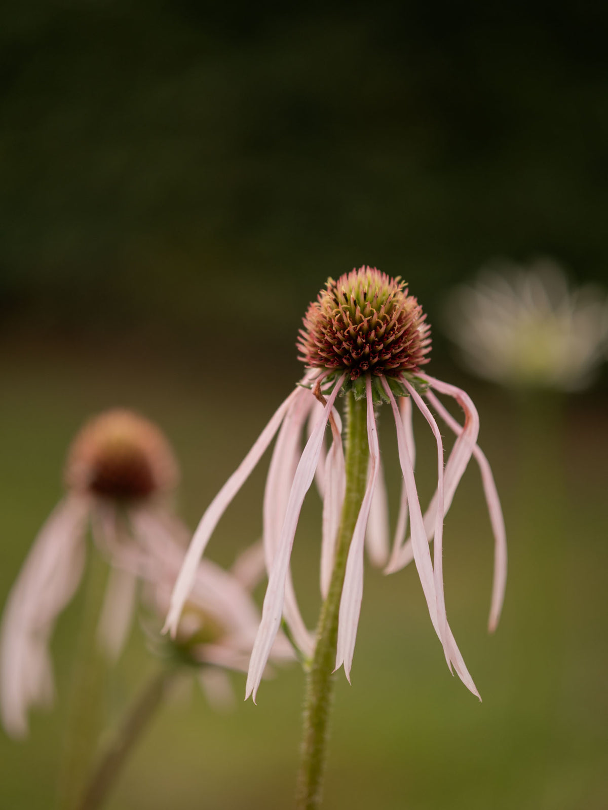 ECHINACEA - Hula Dancer - PLANTS