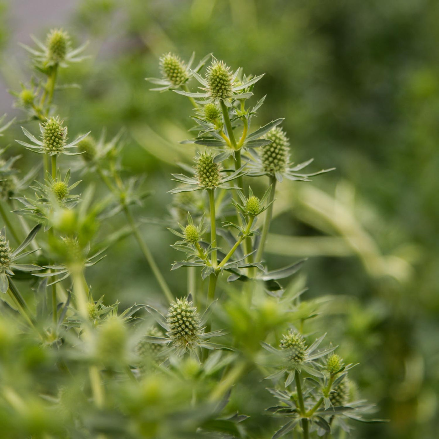 ERYNGIUM White Glitter PLANTS