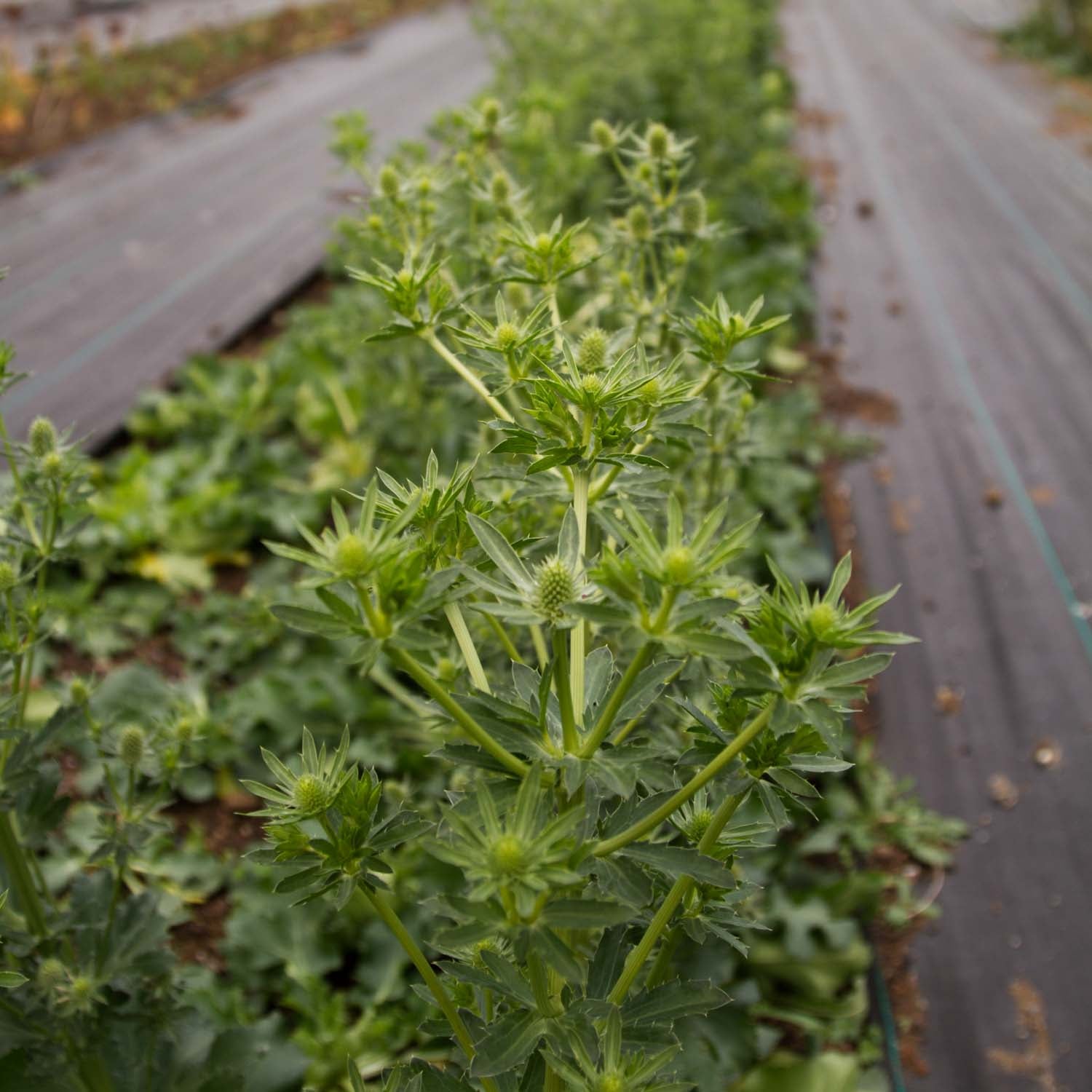 ERYNGIUM - White Glitter - PLANTS