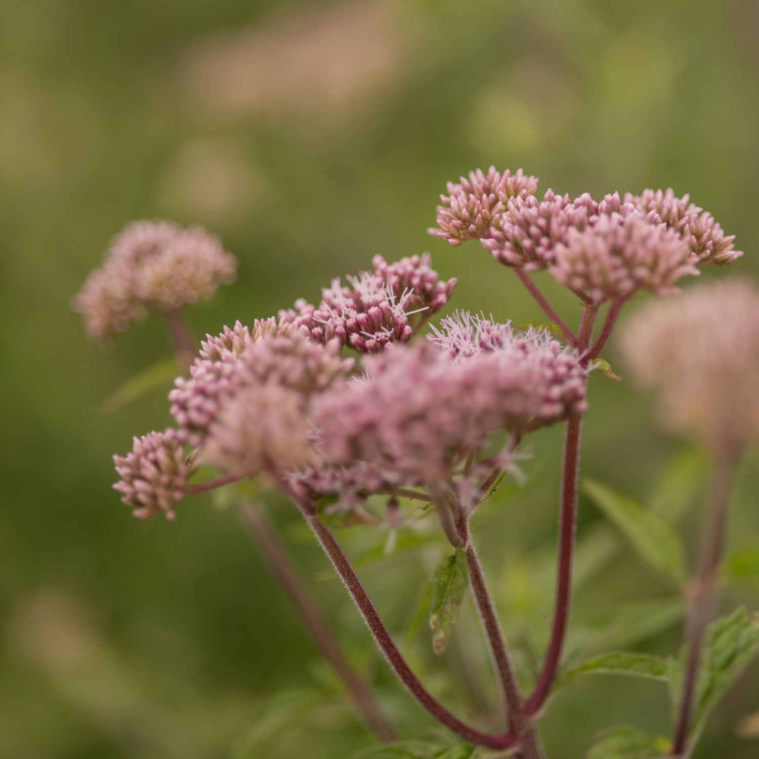 EUPATORIUM cannabium - Hemp Agrimony - PLANTS