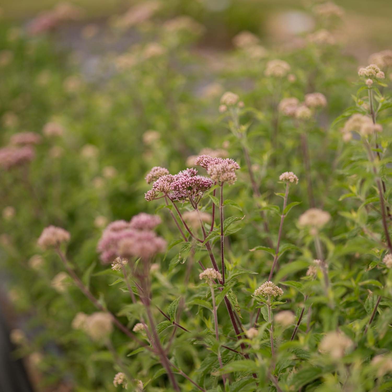 EUPATORIUM cannabium - Hemp Agrimony - PLANTS