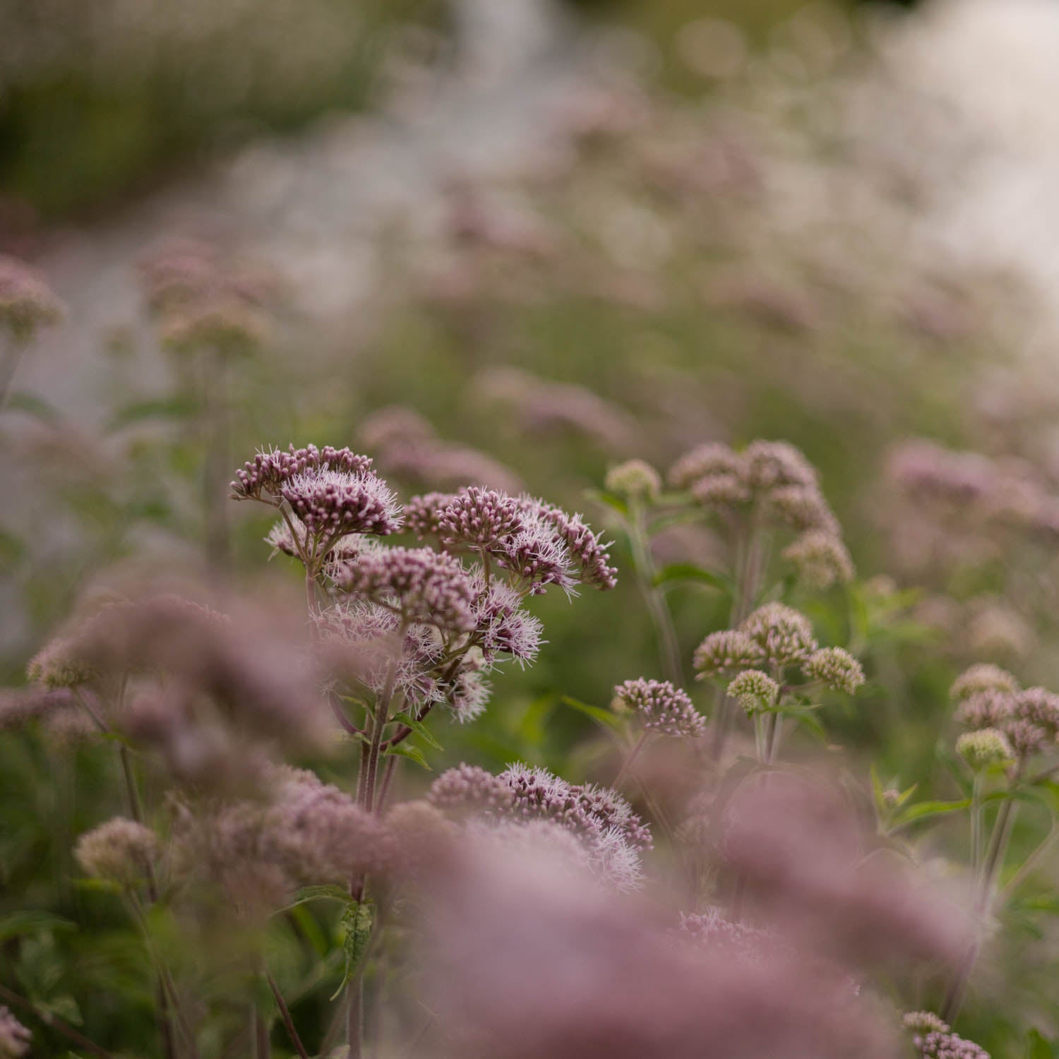 EUPATORIUM cannabium - Hemp Agrimony - PLANTS