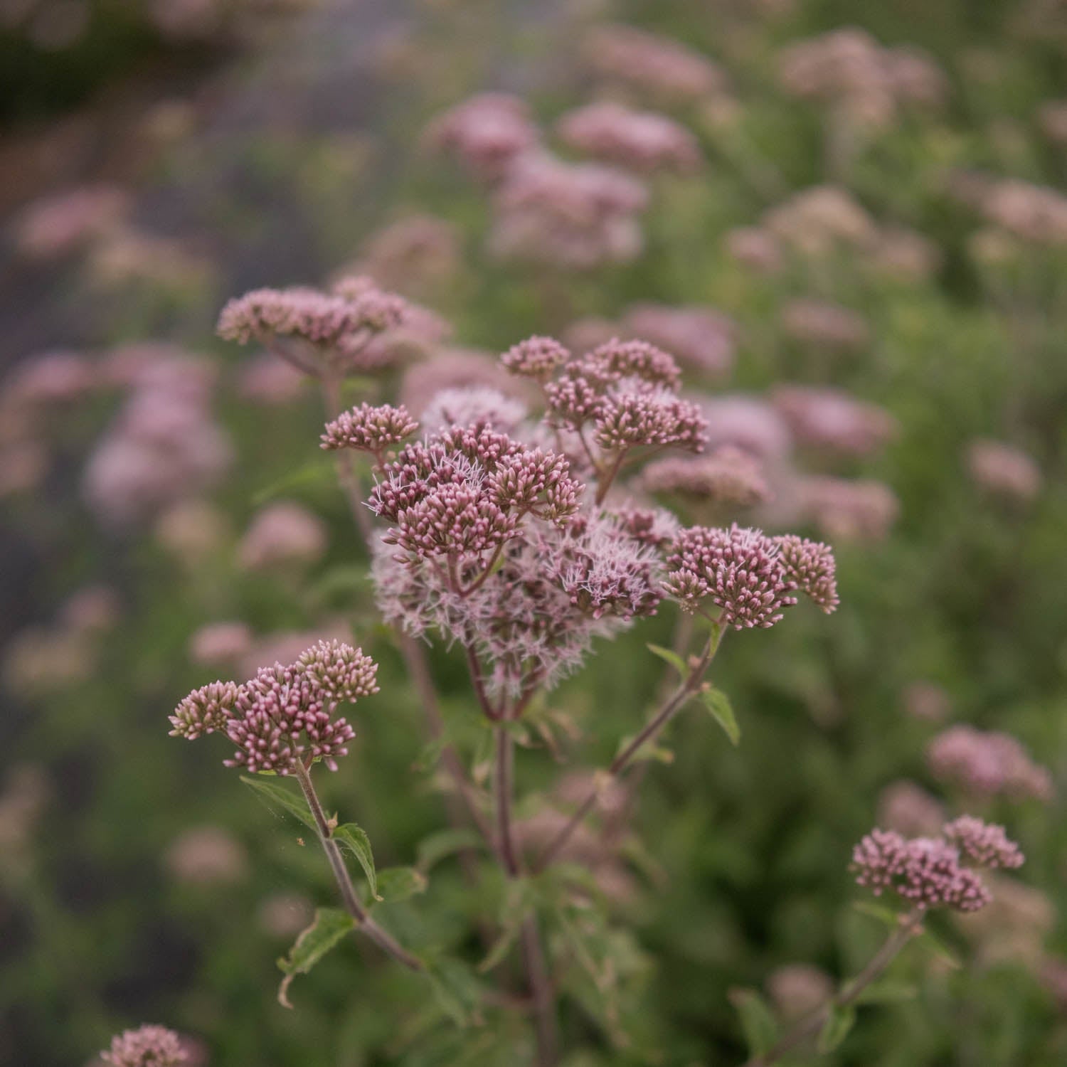 EUPATORIUM cannabium - Hemp Agrimony - PLANTS