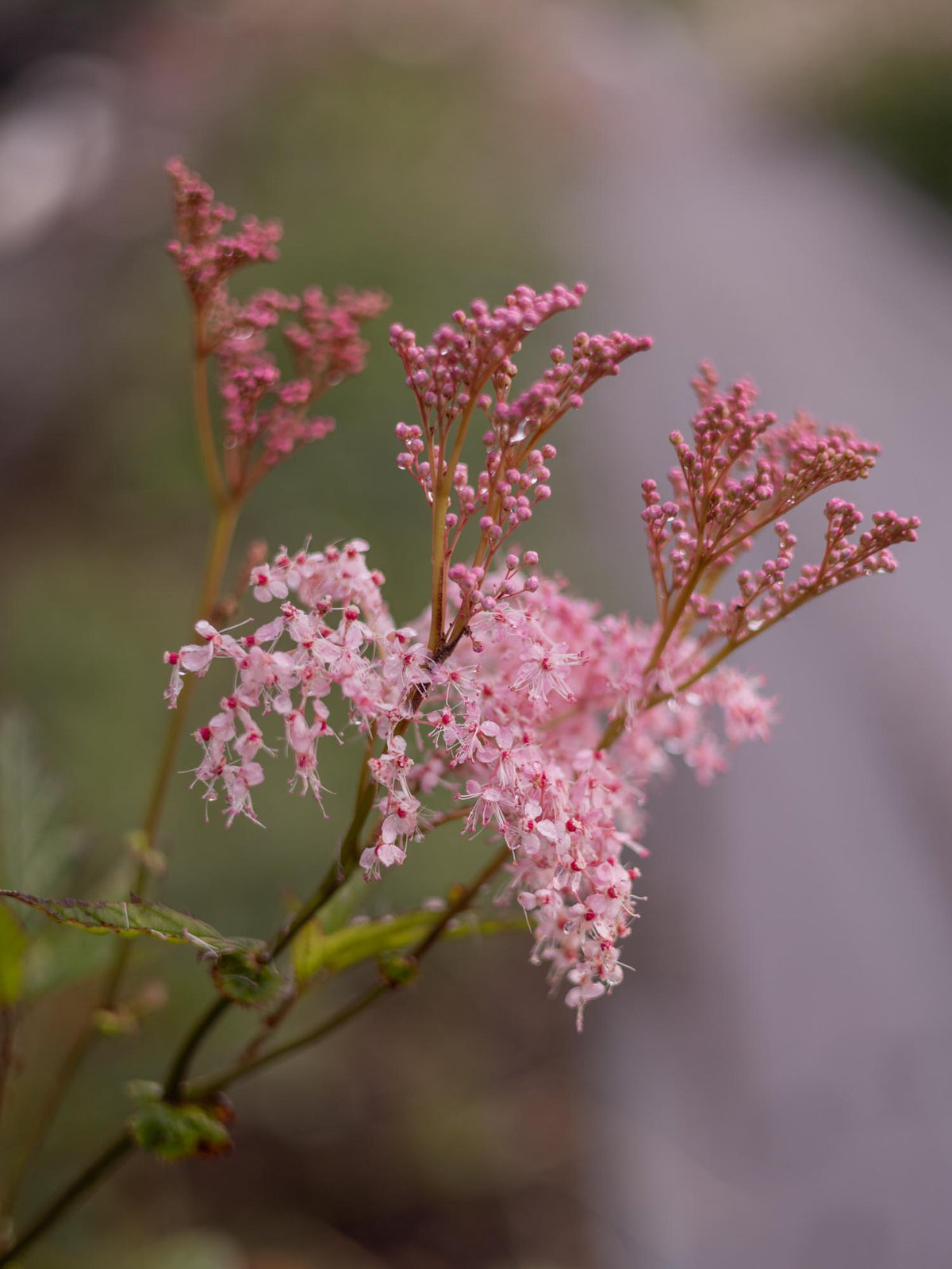 FILIPENDULA palmata - Nana - PLANTS