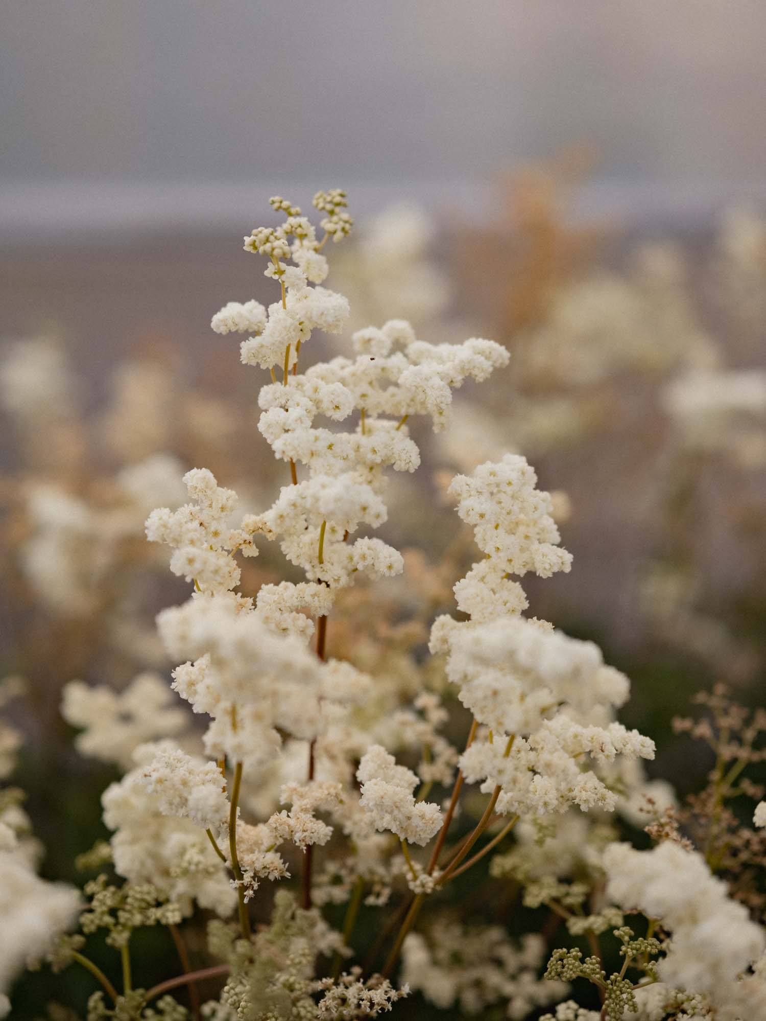 FILIPENDULA palmata - Double Cream - PLANTS