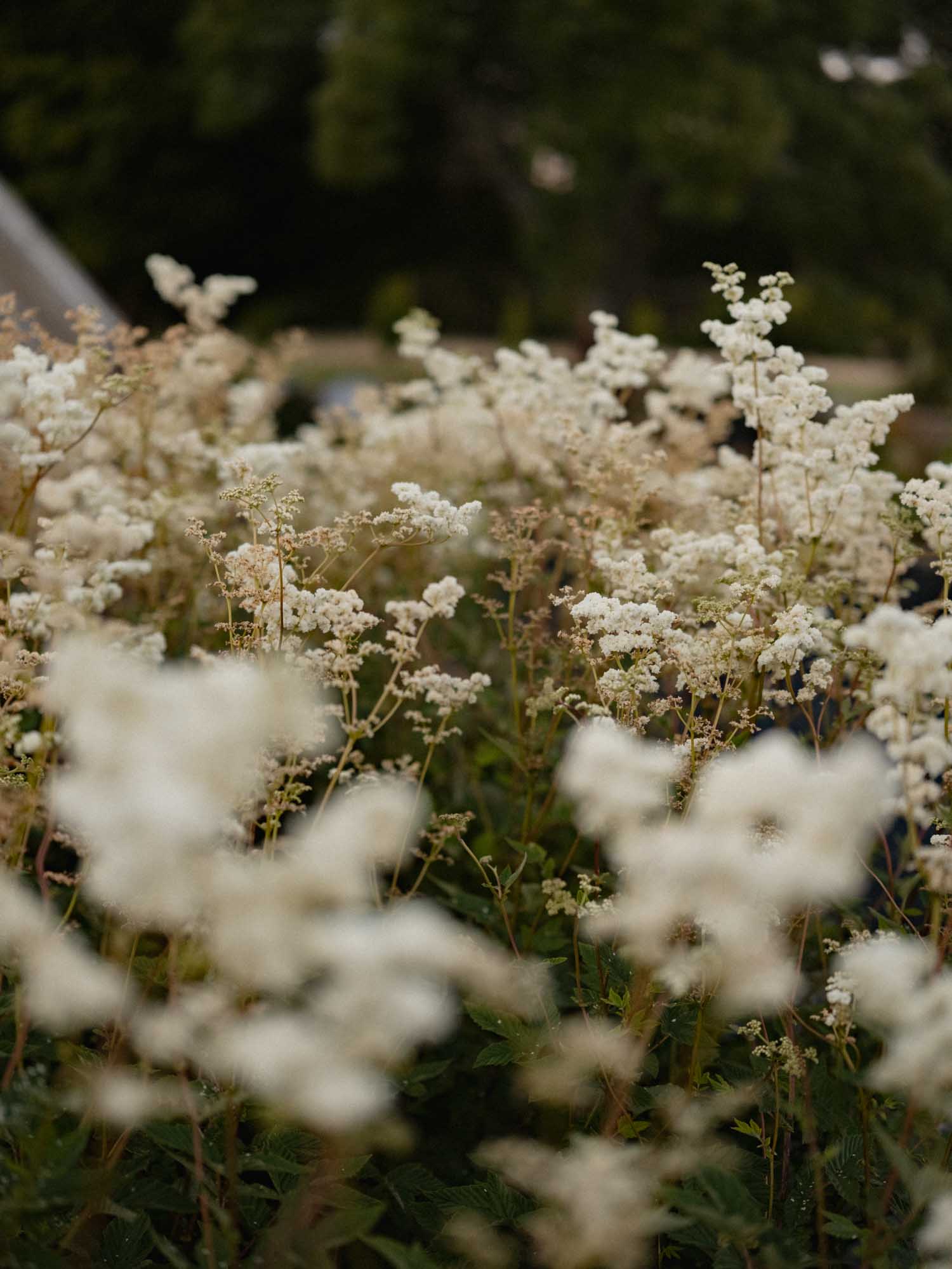 FILIPENDULA palmata - Double Cream - PLANTS