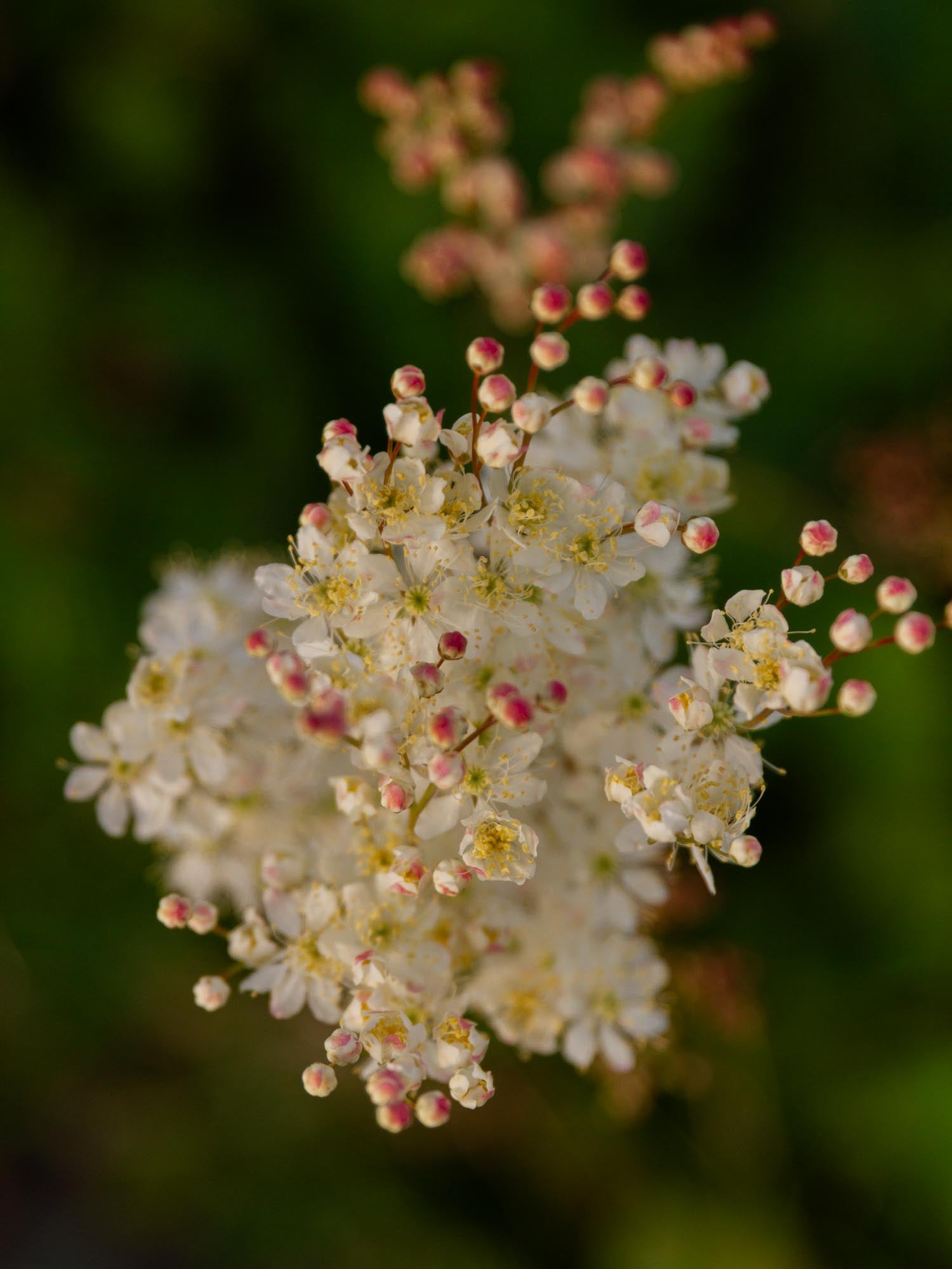 FILIPENDULA vulgaris - PLANTS