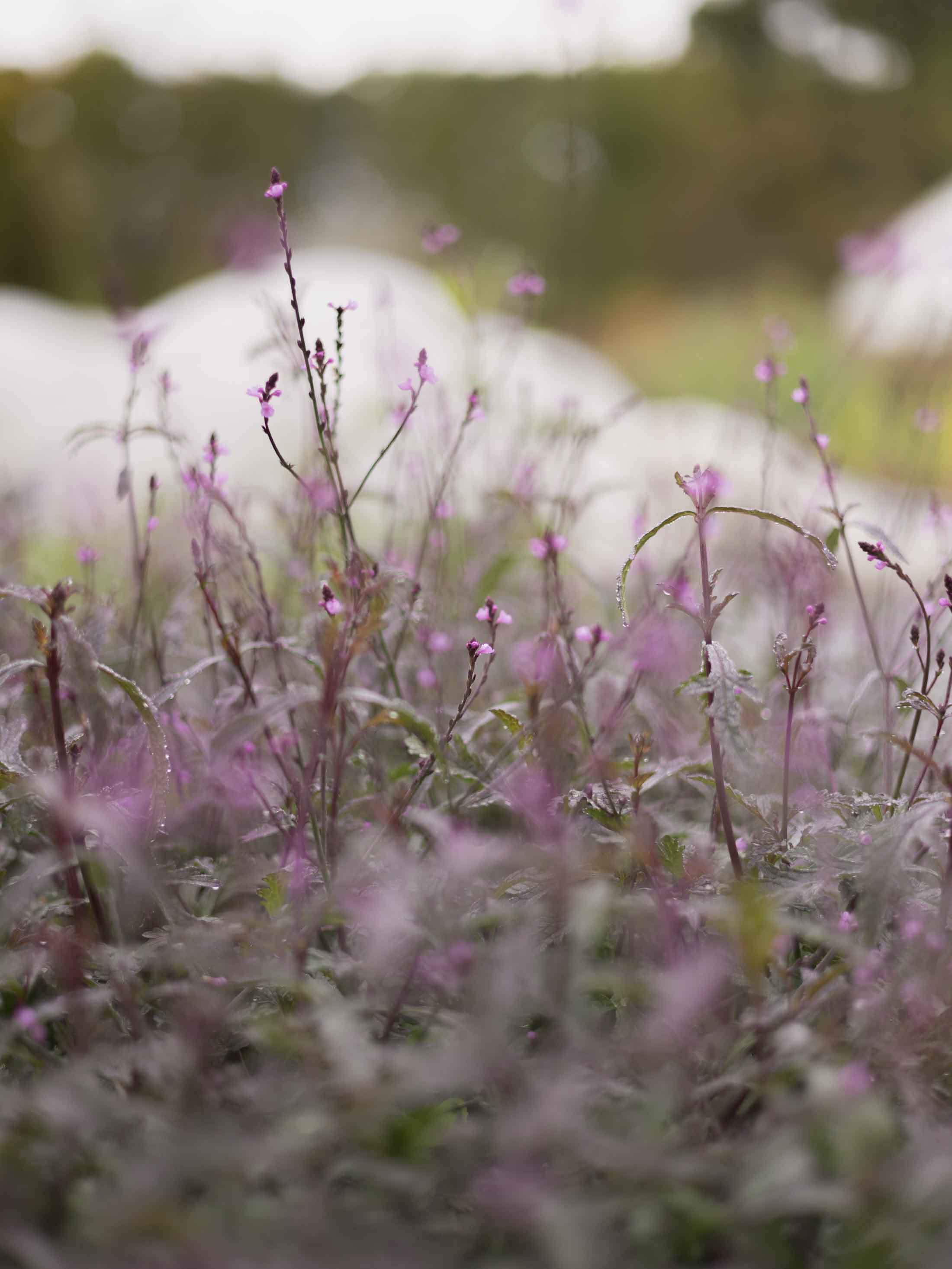 VERBENA - Officinalis 'Bampton'- PLANTS